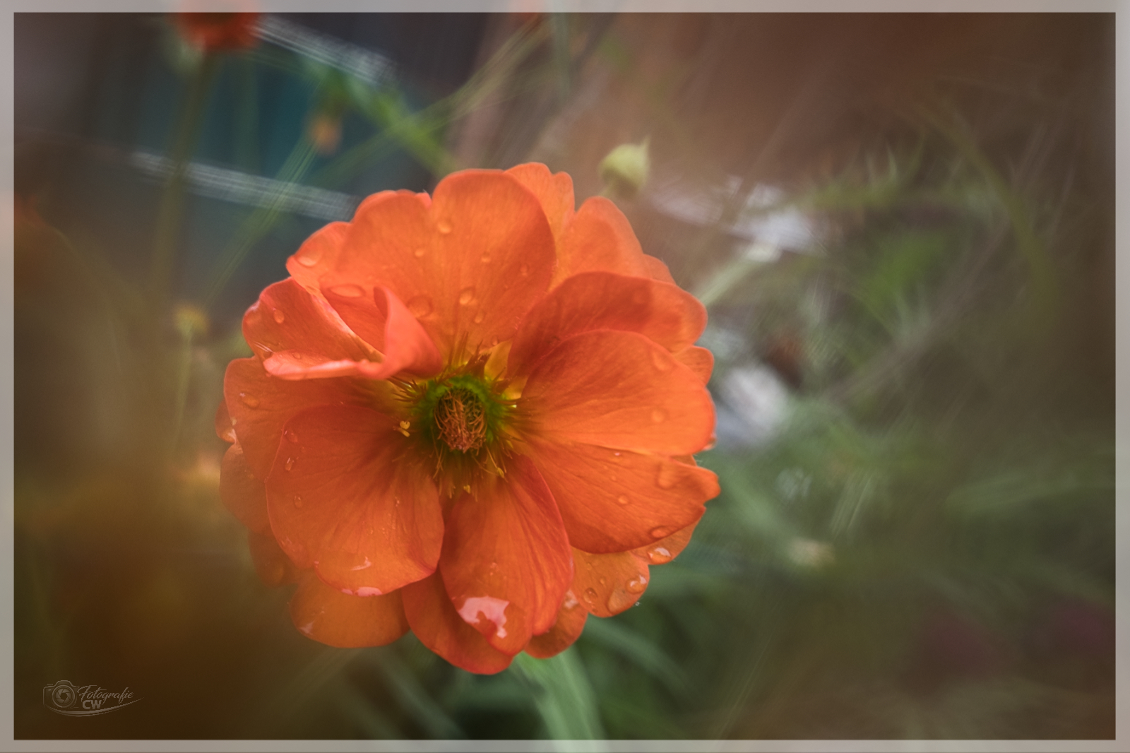 Orange Blüte mit Objektiv"Beschmutzung" 😊