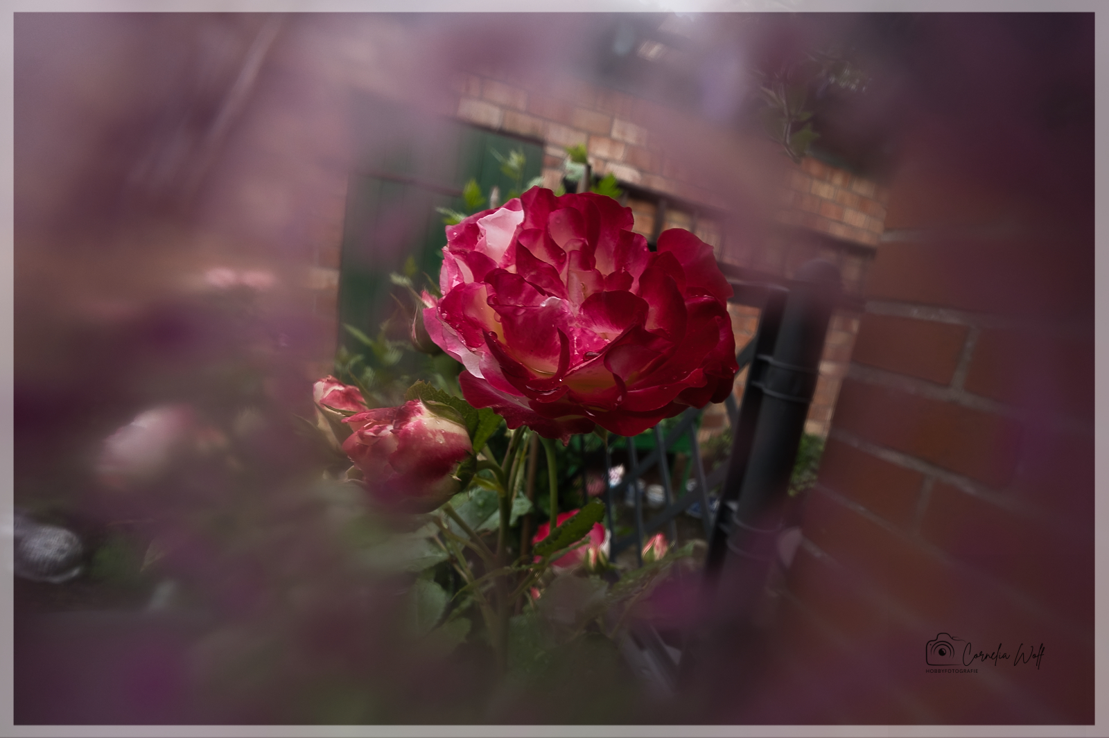 Rose eingerahmt