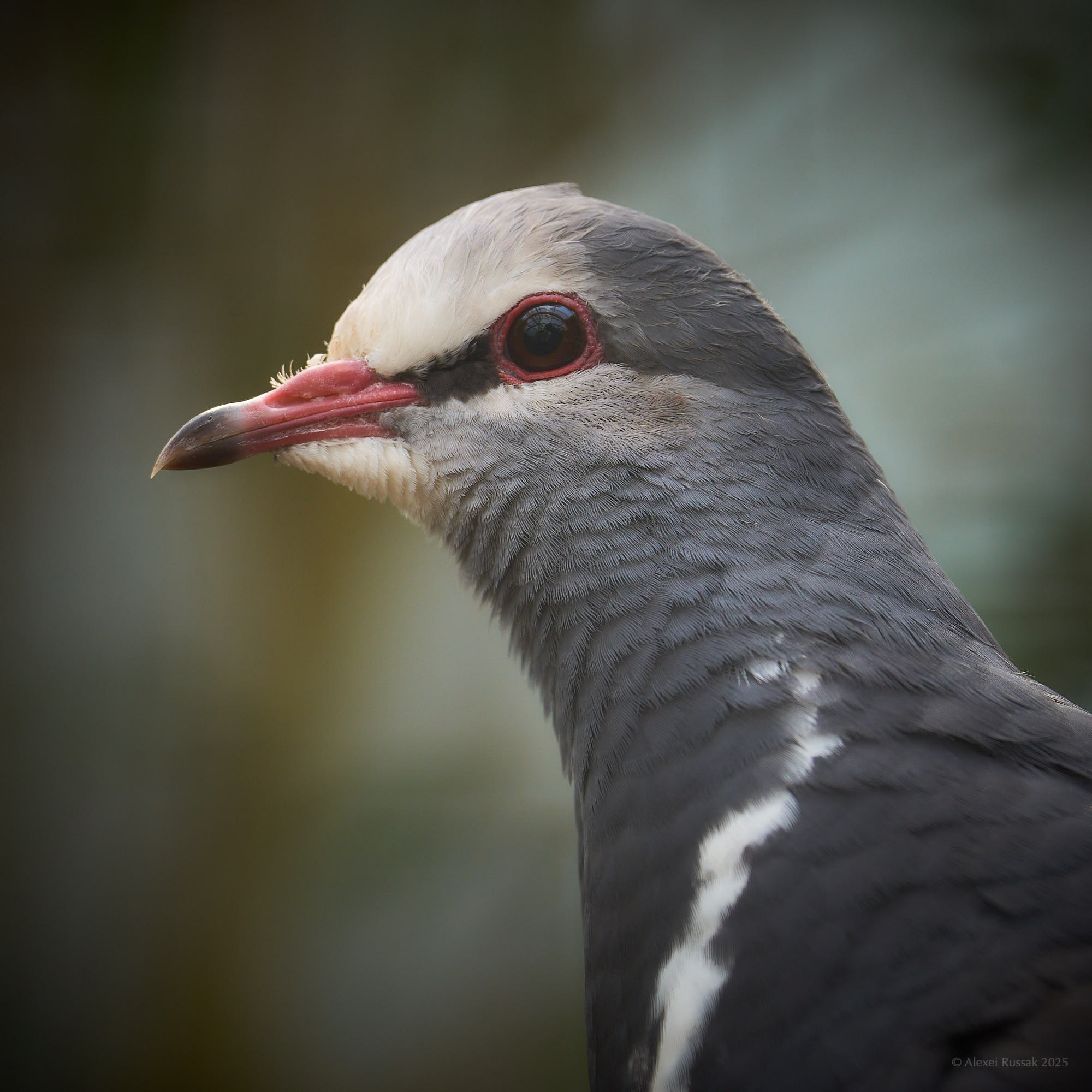 Wongataube