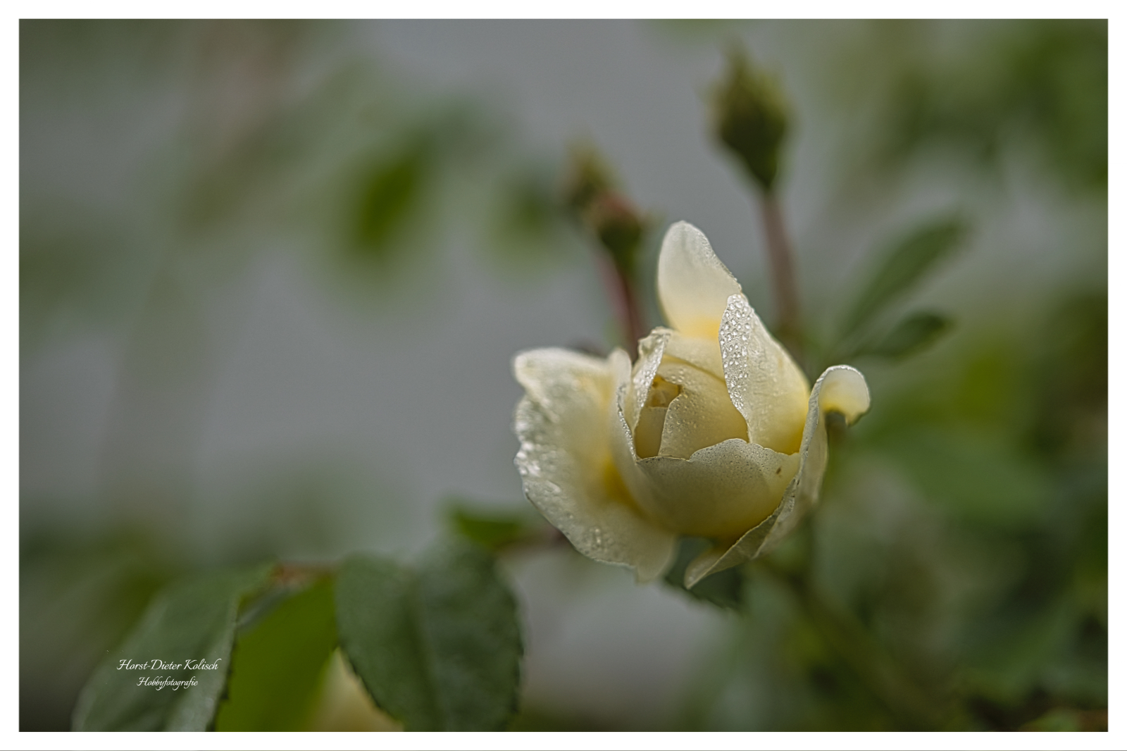 Mit der 📷 durch den Garten