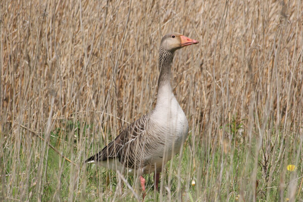 Gans