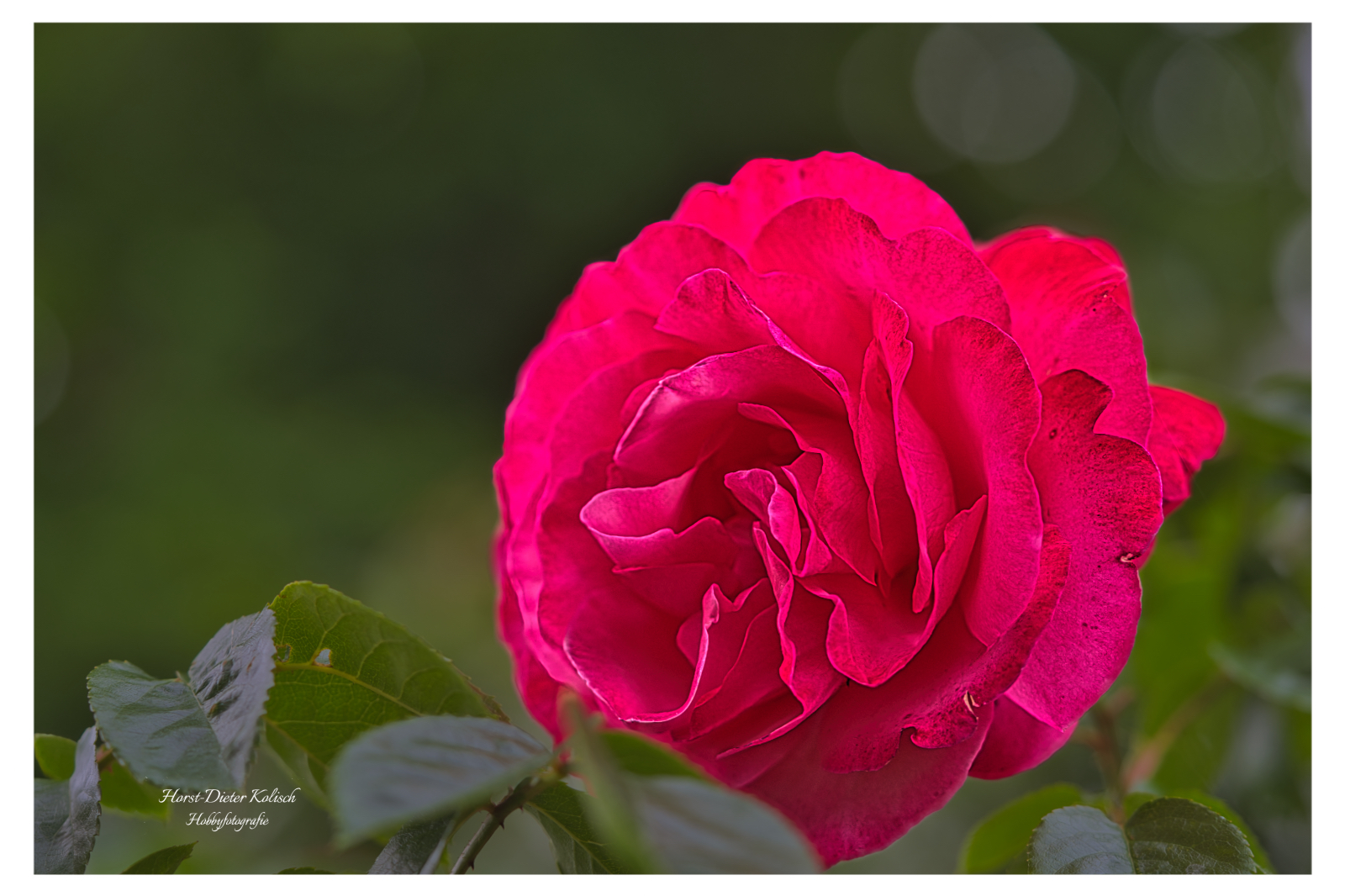 -Mit der 📷 durch den Garten-