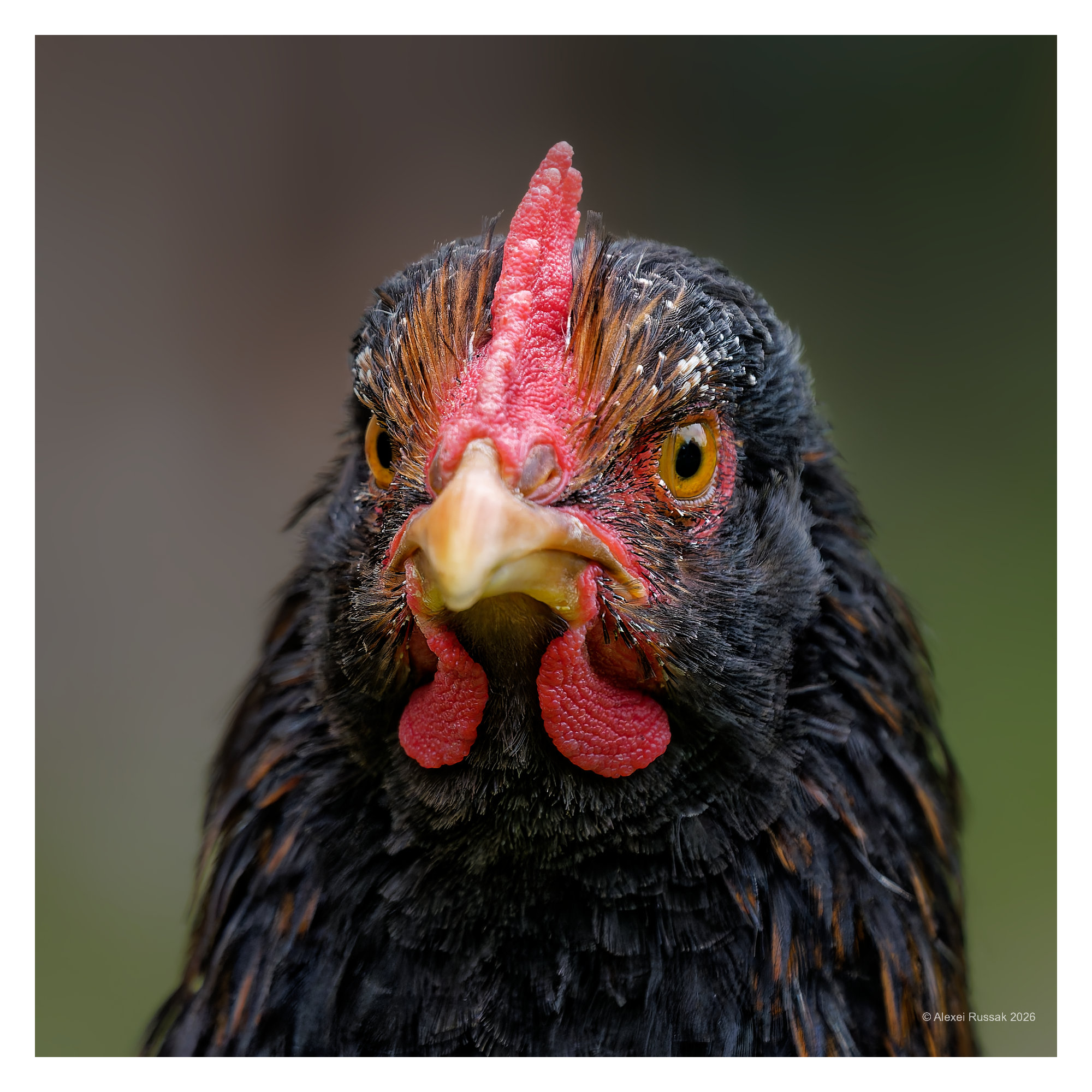 Dieser Blick!