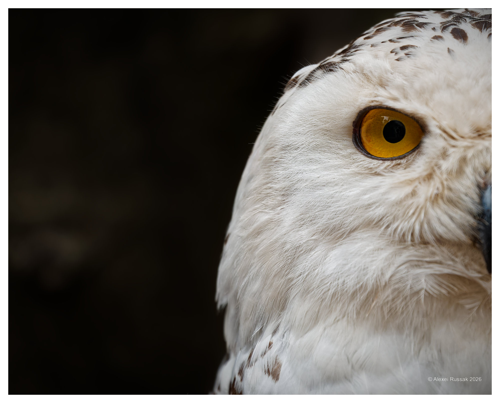 Schneeeule