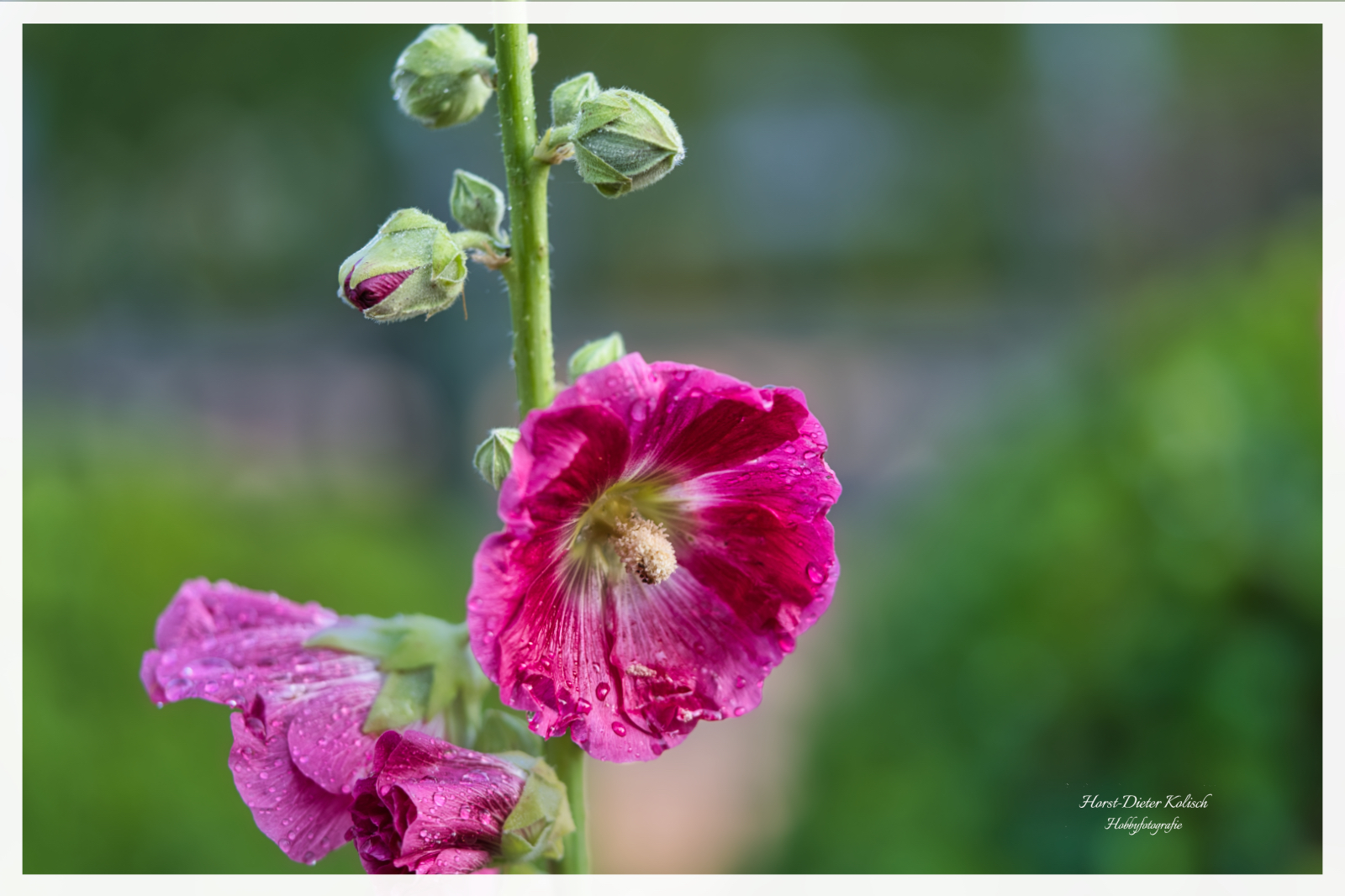 Stockrosen im Garten
