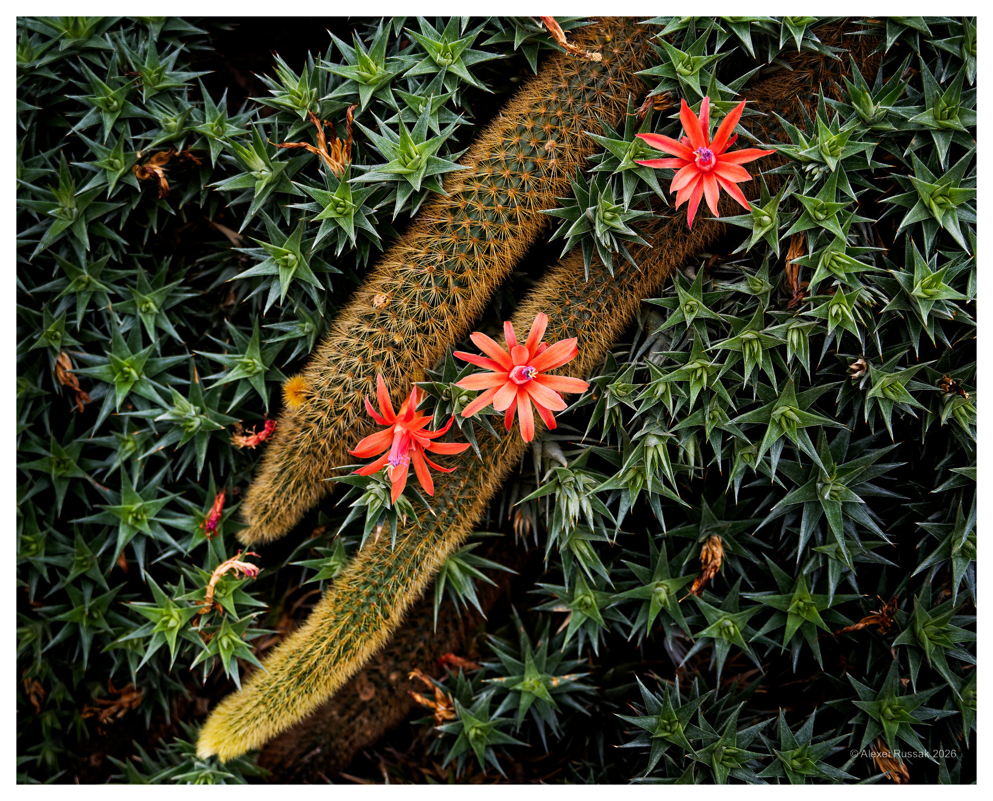 Kaktusblüten