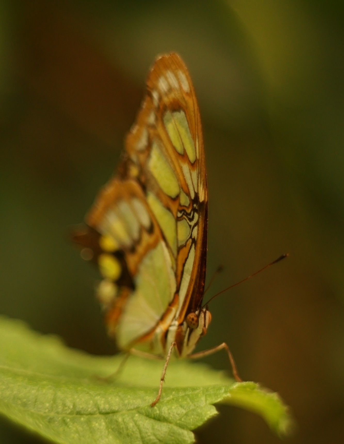 Botanischer Garten Kiel - Schmetteling