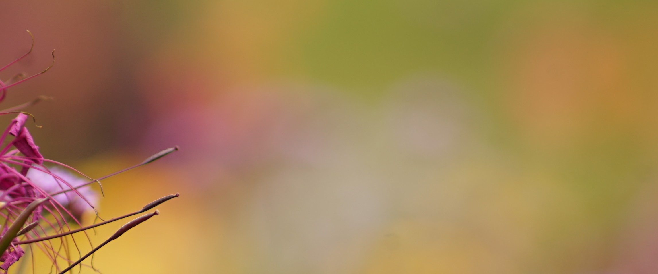 Botanischer Garten Kiel - Blumen
