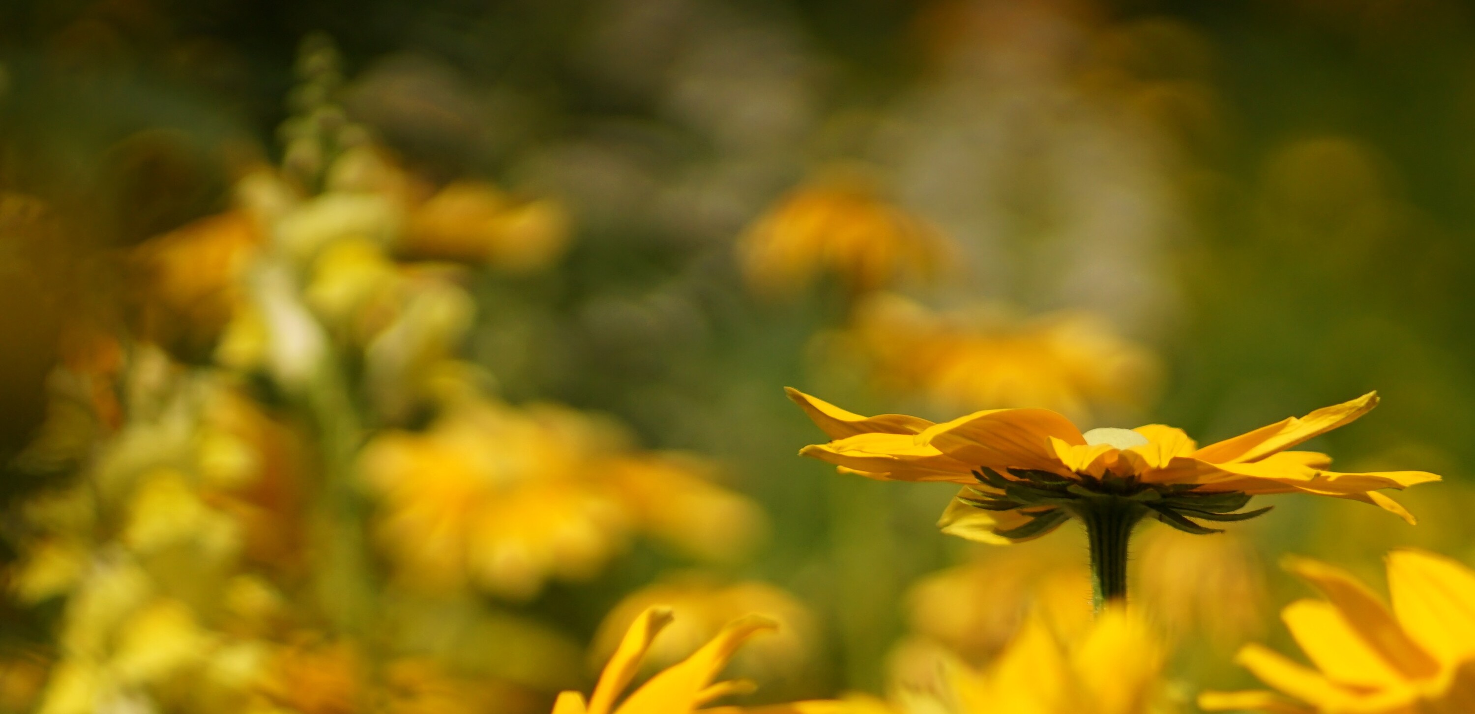 Botanischer Garten Kiel - gelbe Blumen
