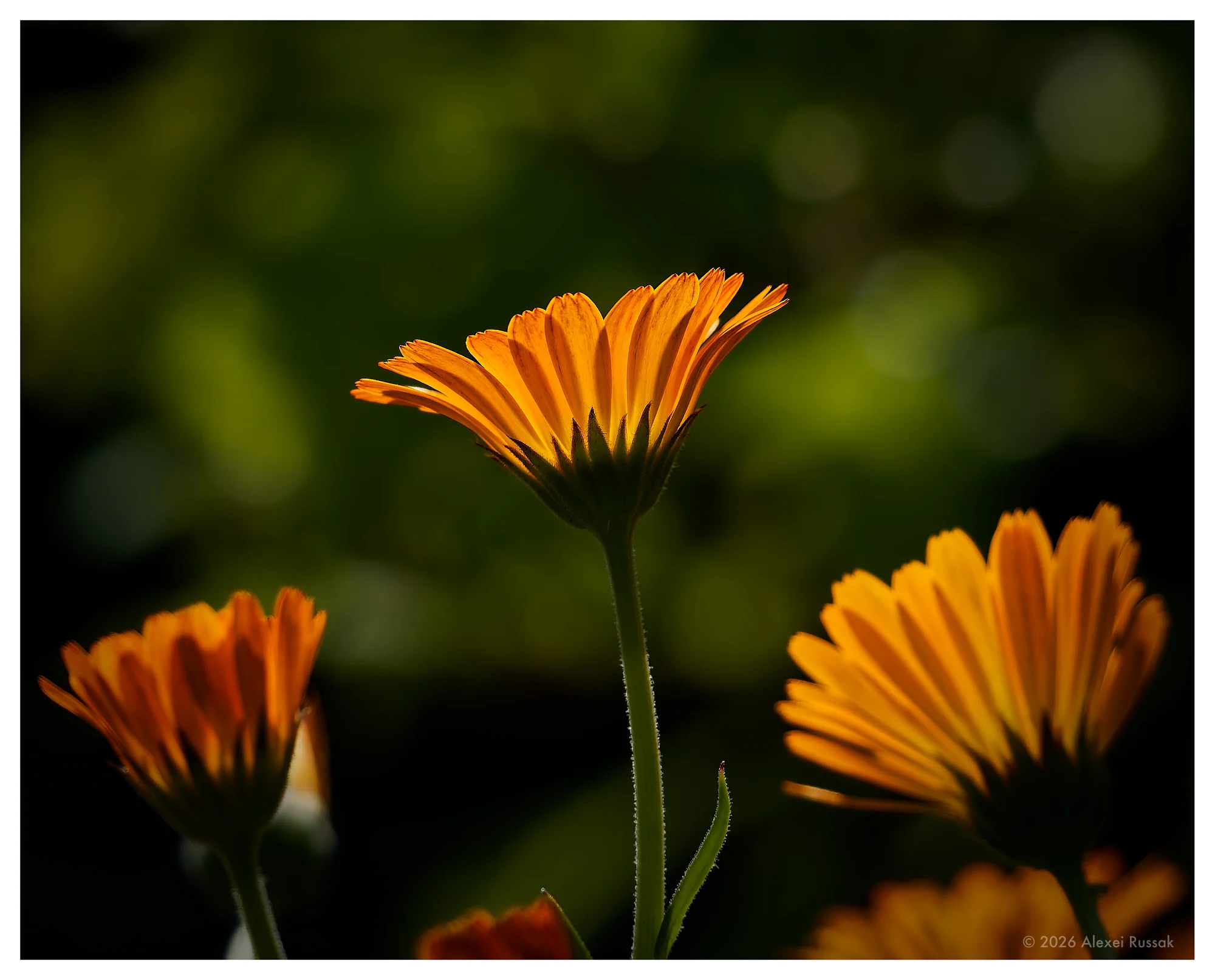 Morgenblüte