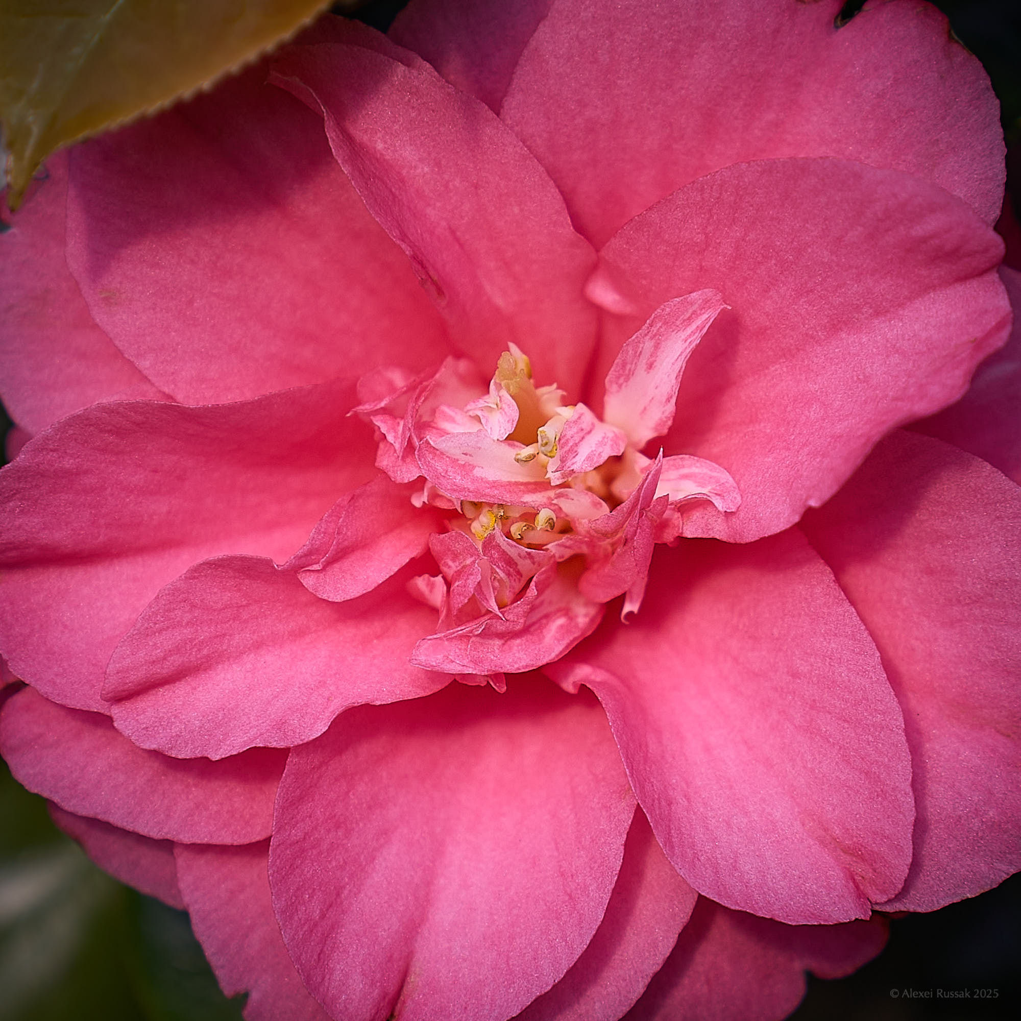Camelienblüte