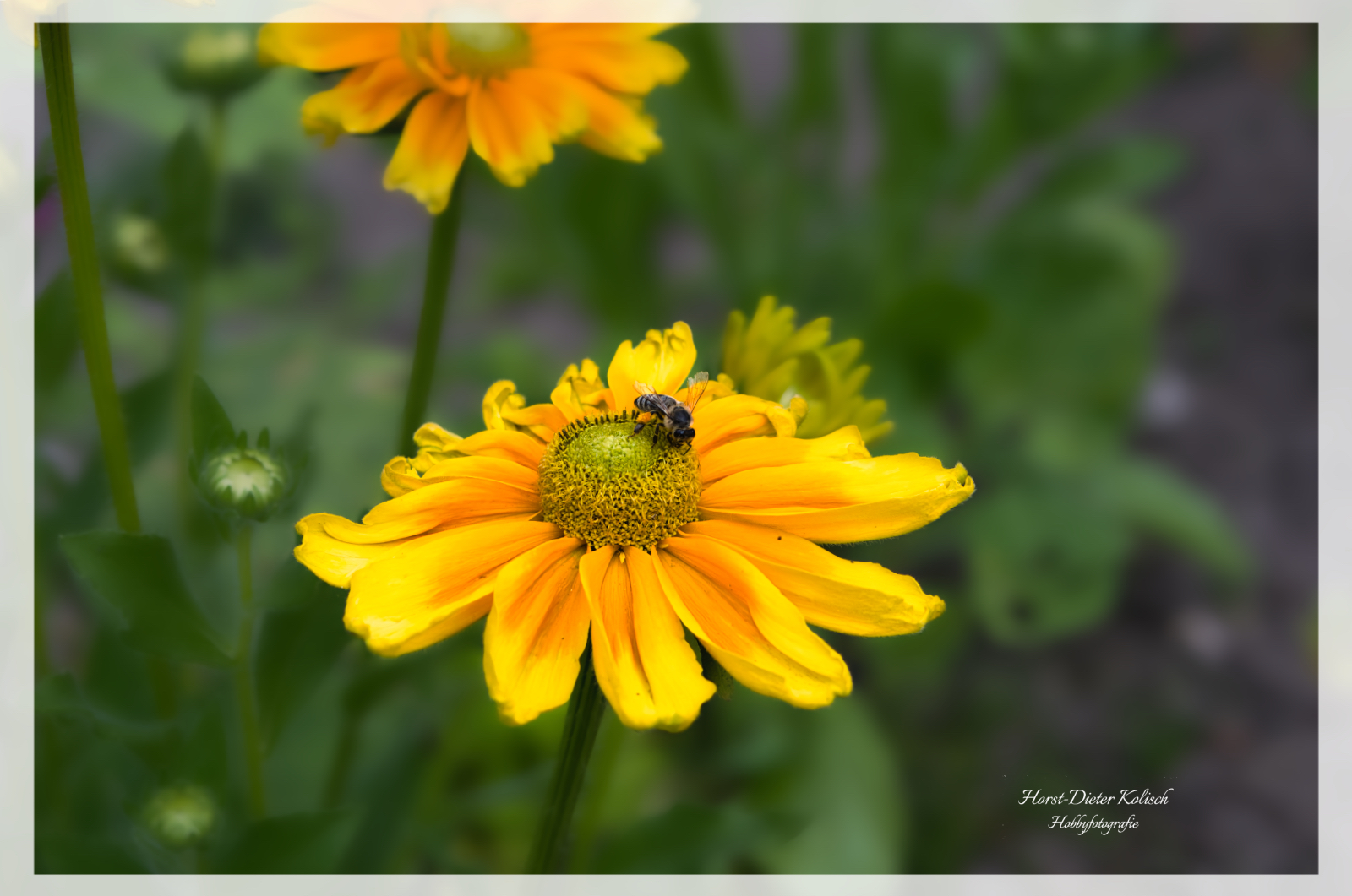 Mit der 📷 im schönsten Garten des Nordens -Arboretum Ellerhoop-