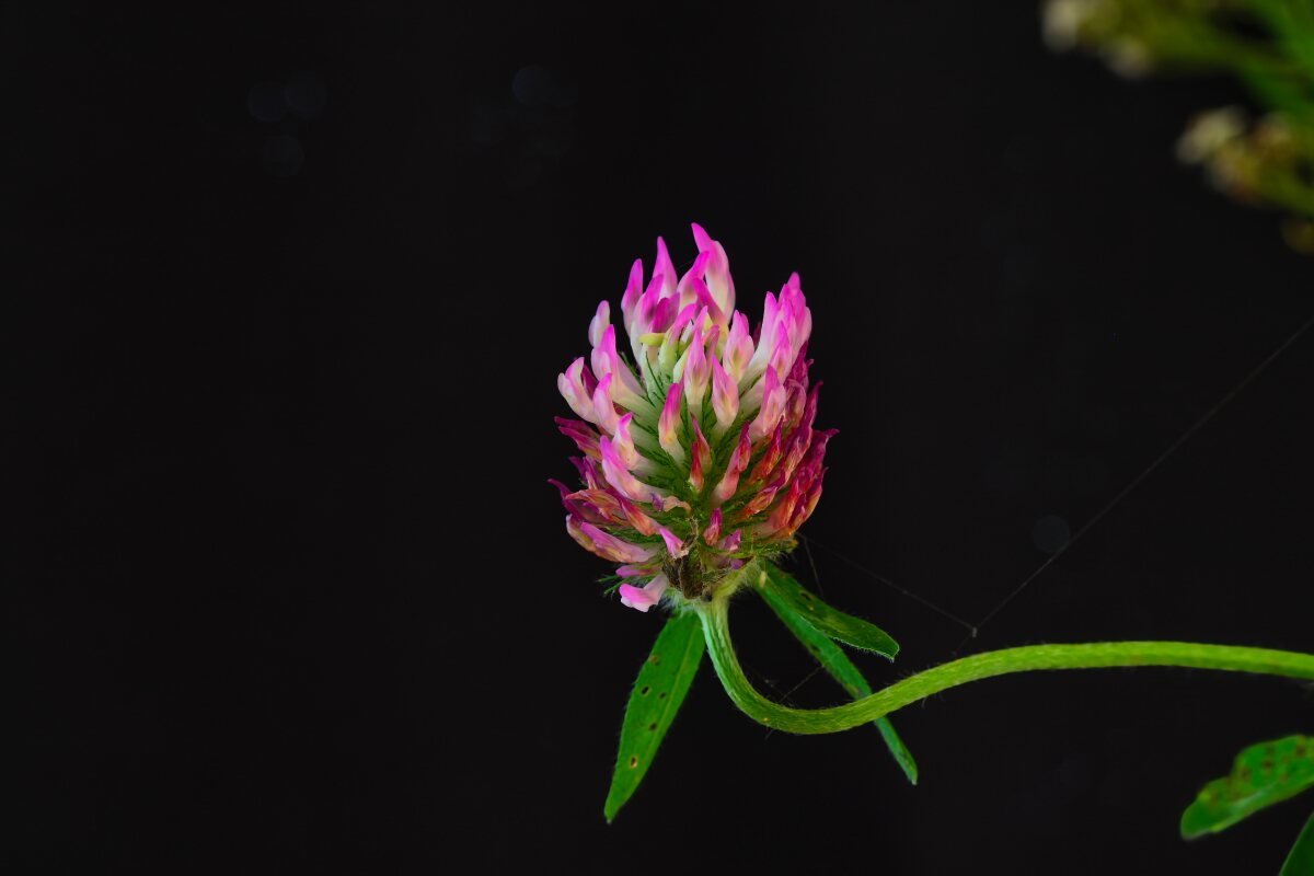 Blüte