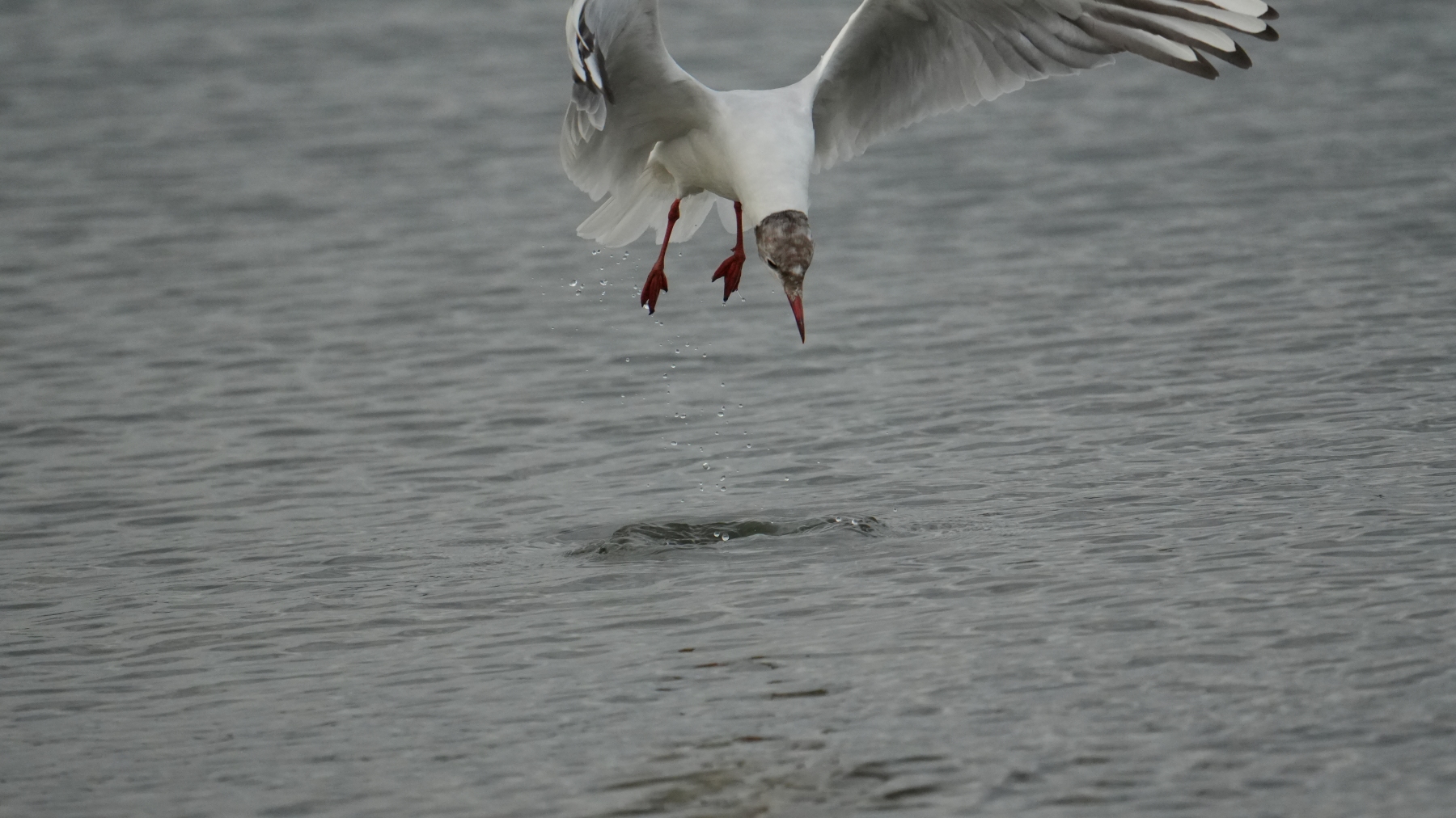 Leckereien unter Wasser