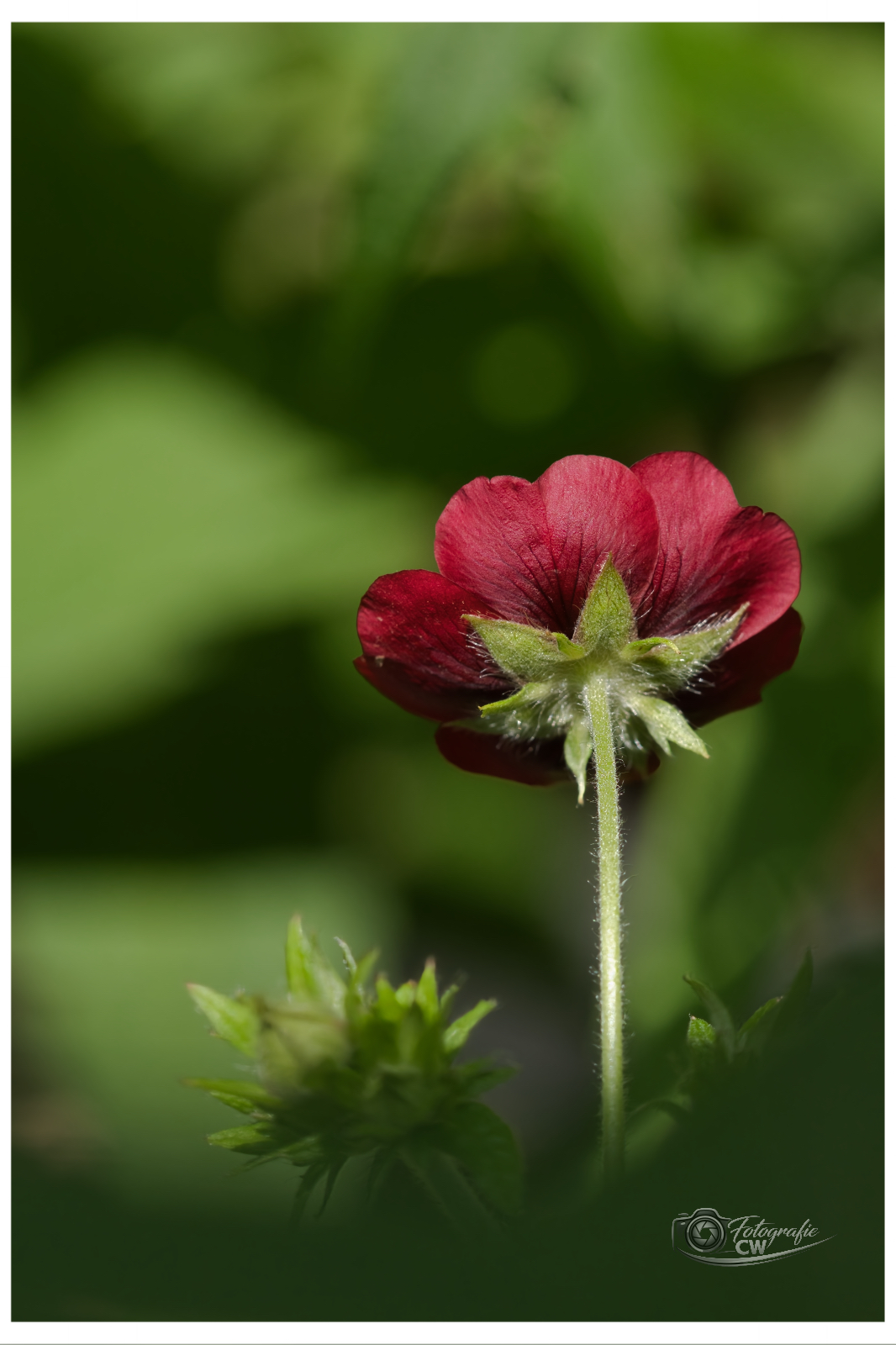 Blutrotblühendes Fingerkraut