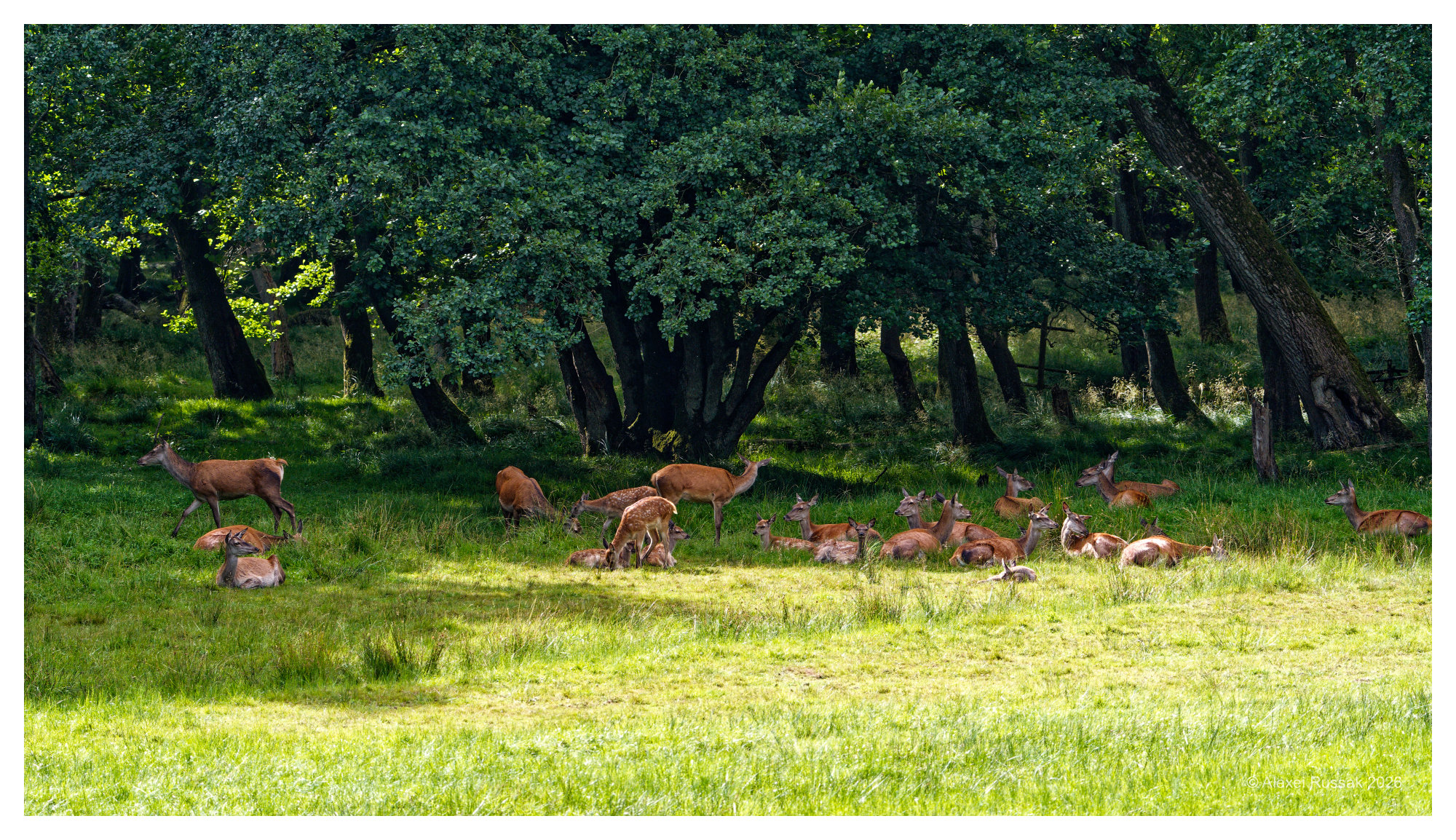 Schön im Schatten bleiben