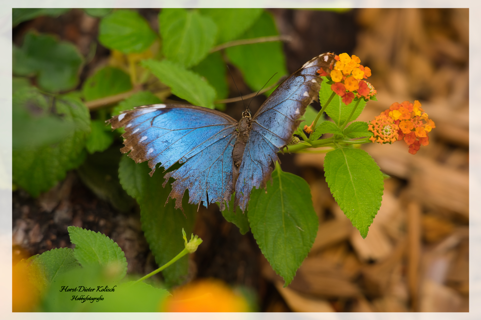 Blauer Morpho  - Himmelsfalter -