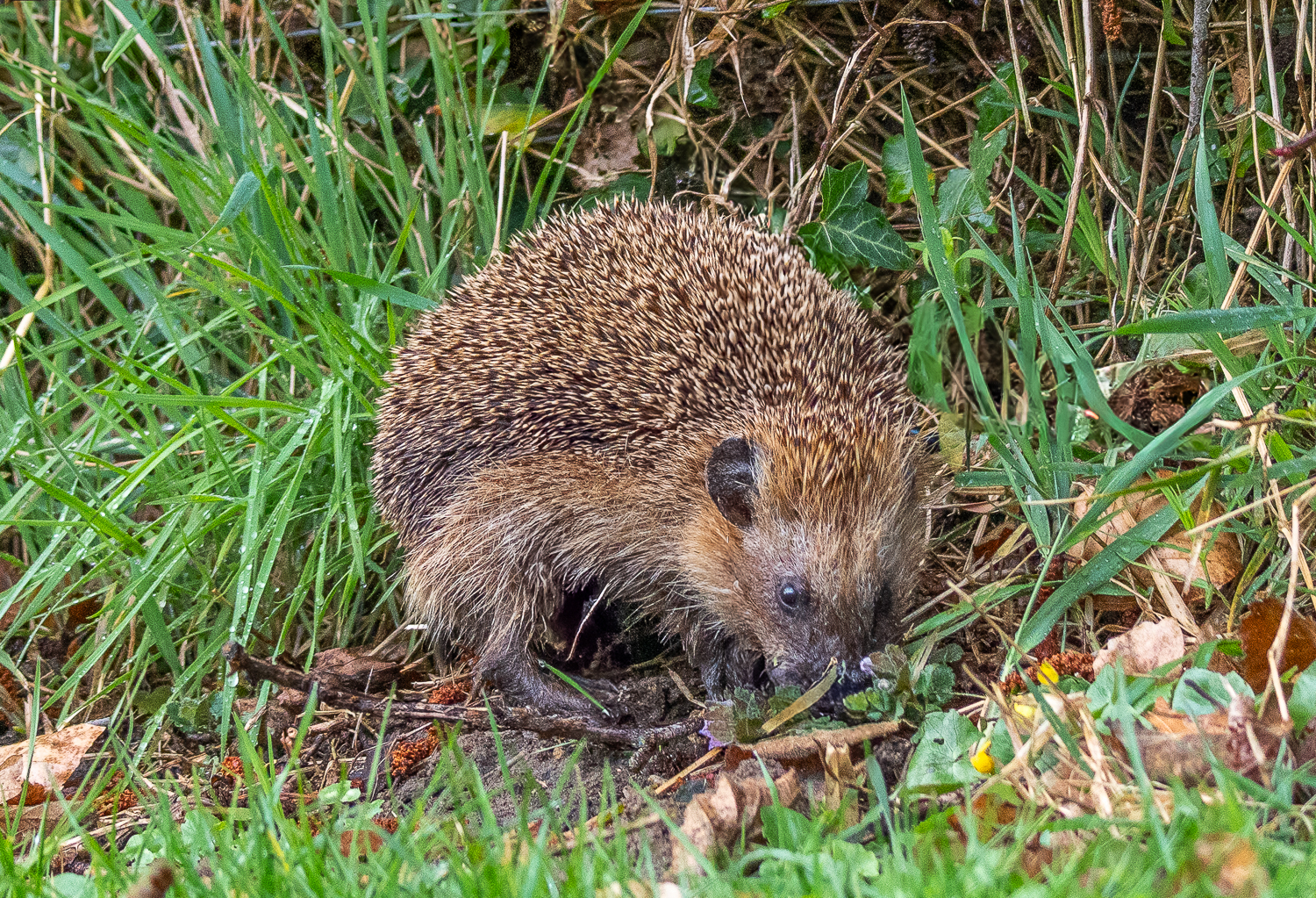 Igel