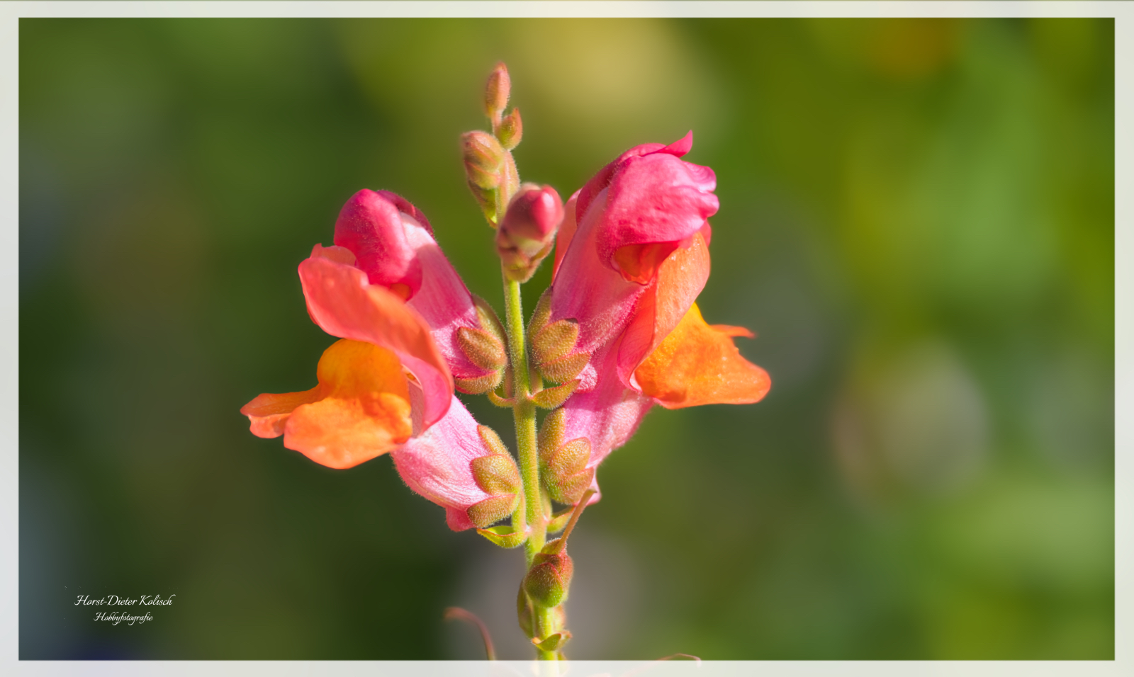 -Mit der 📷 im Botanischen Garten zu Kiel