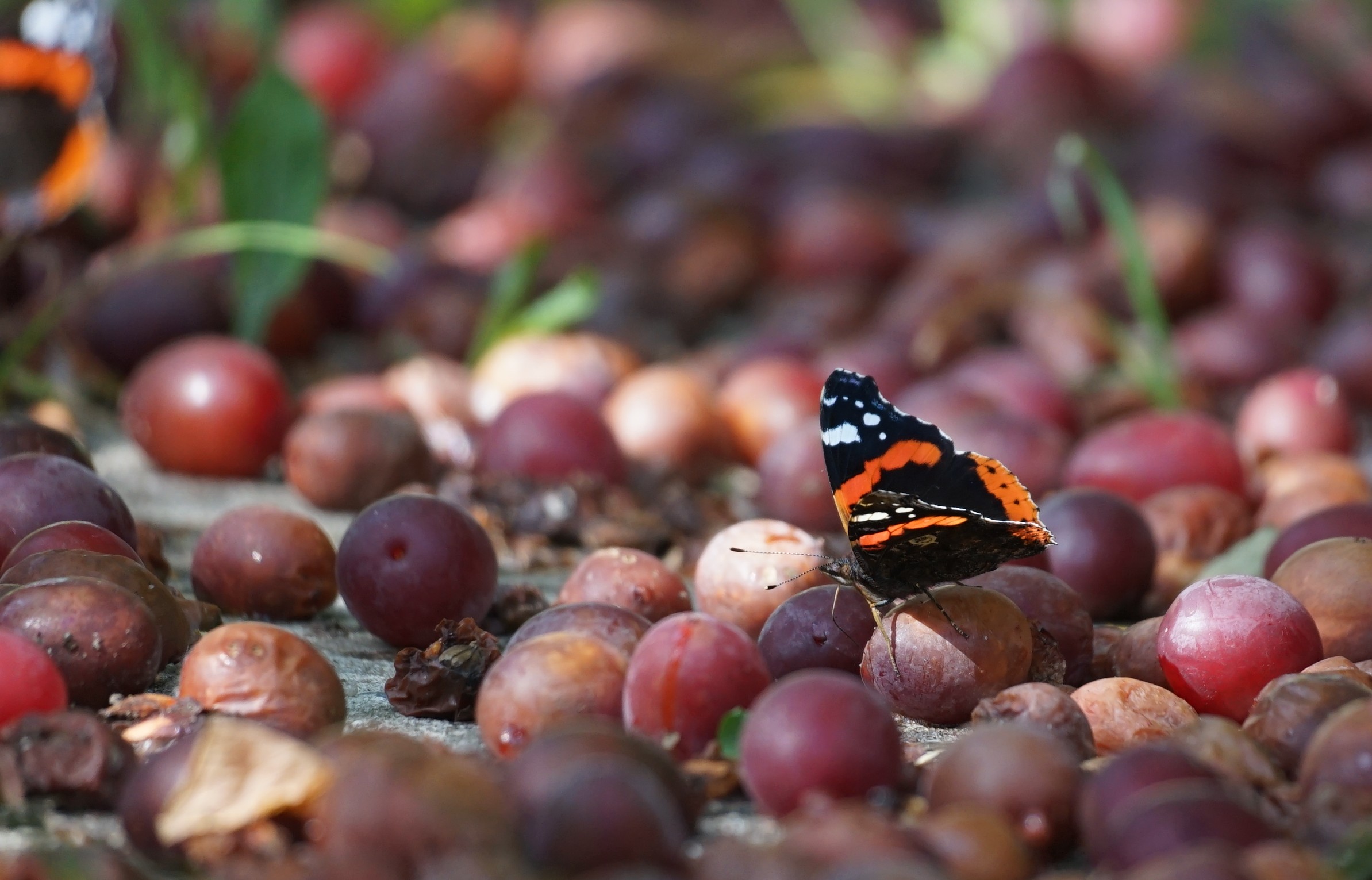 Schmetterling bei der Ernte