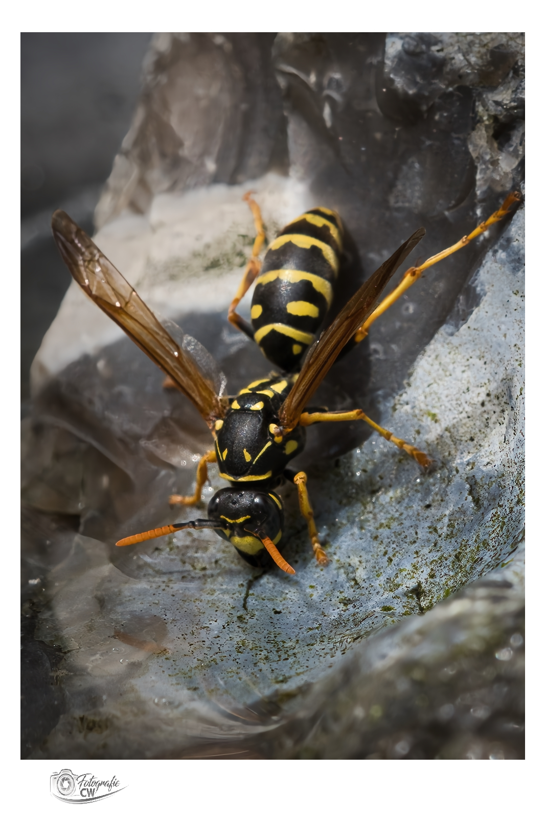 Hausfeldwespe