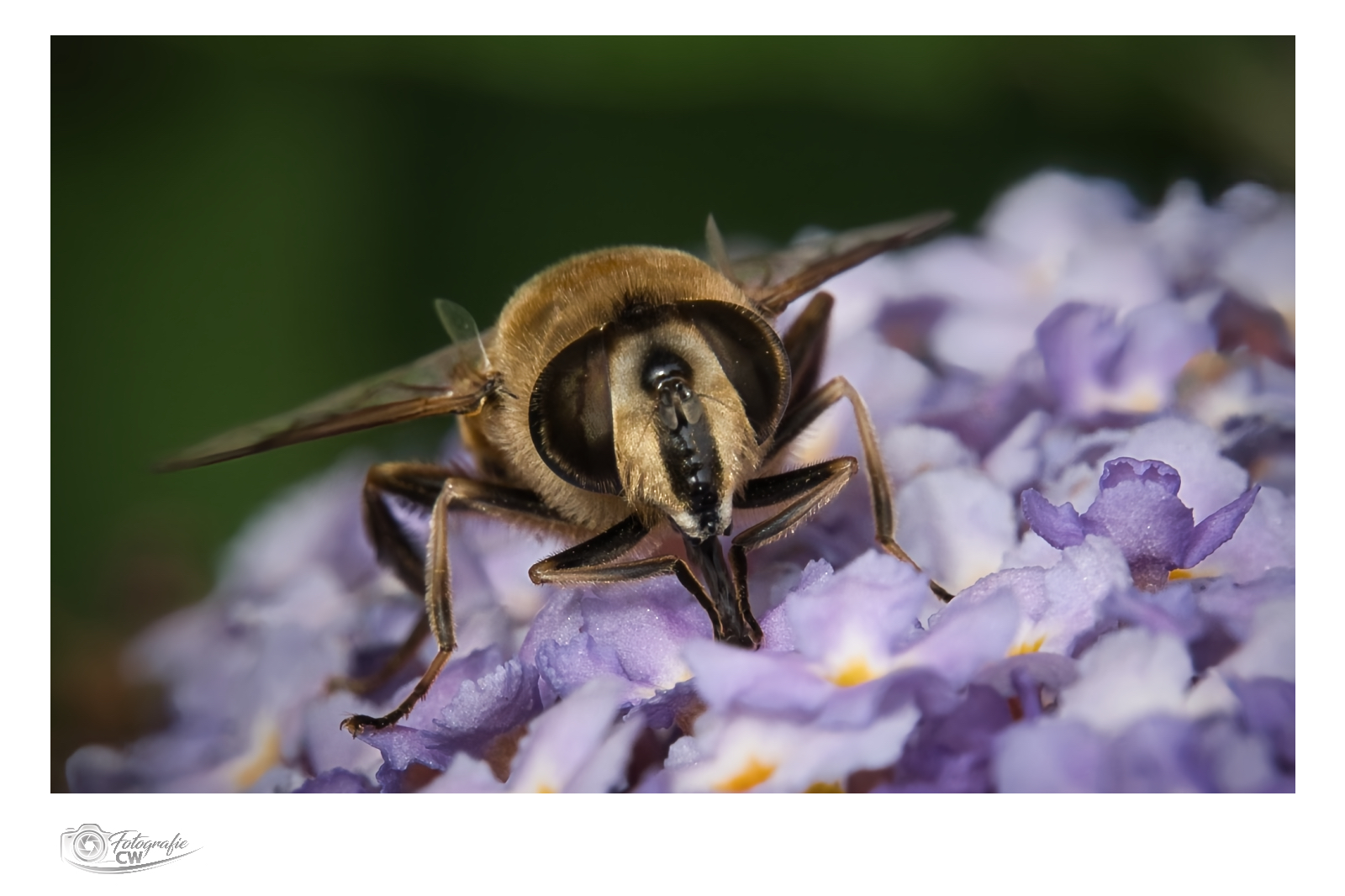 Schwebfliege