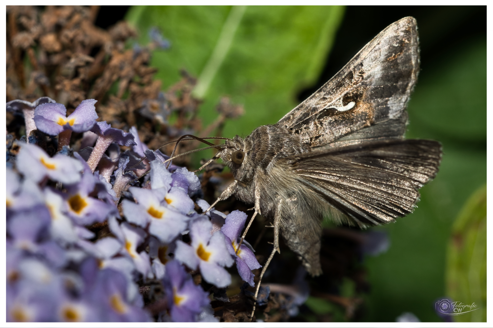 Gammaeule auf Schmetterlingsflieder