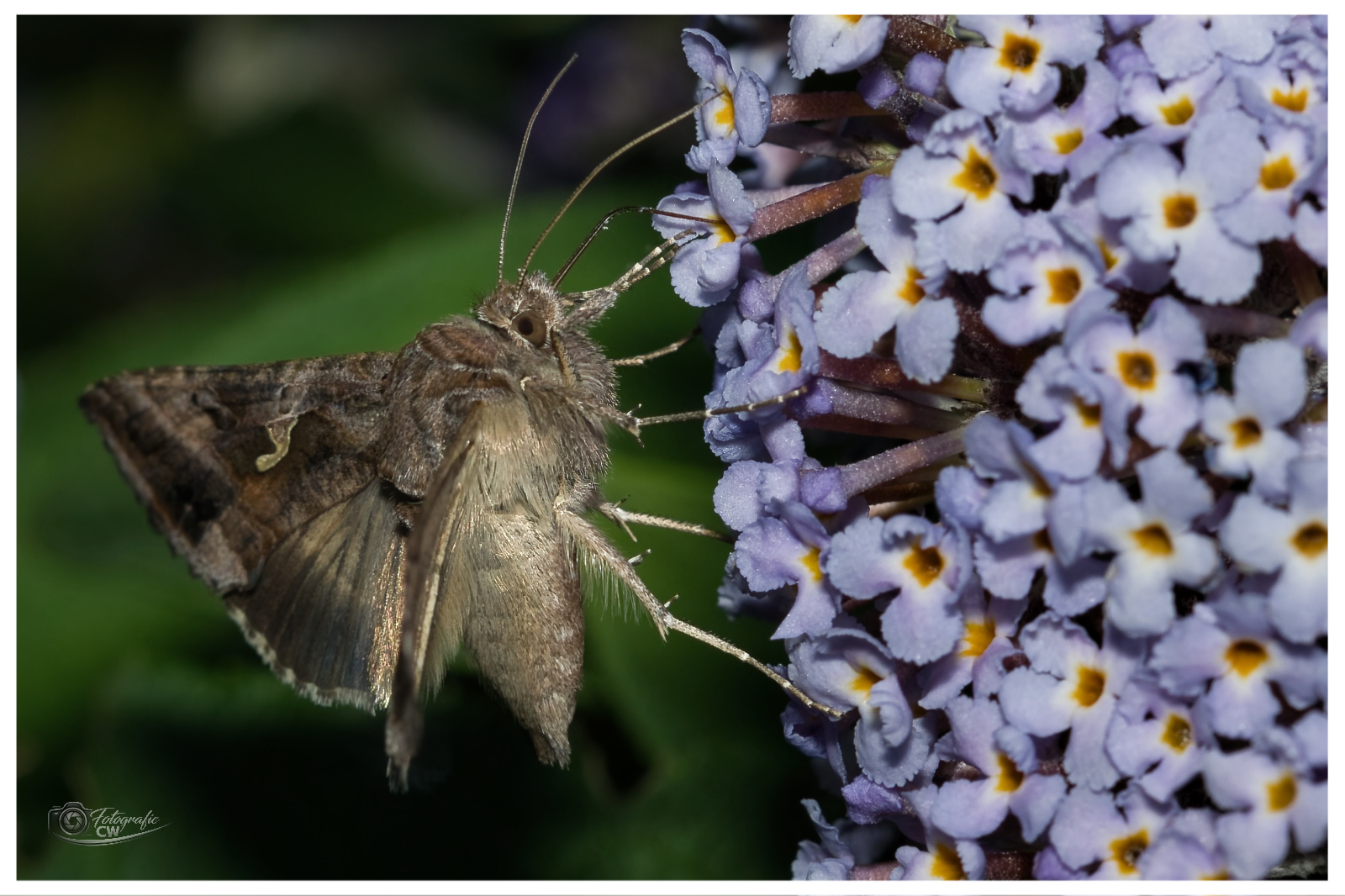 Gammaeule im Garten