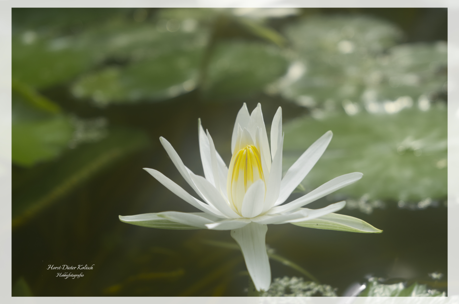 Seerose Botanischer Garten zu Kiel