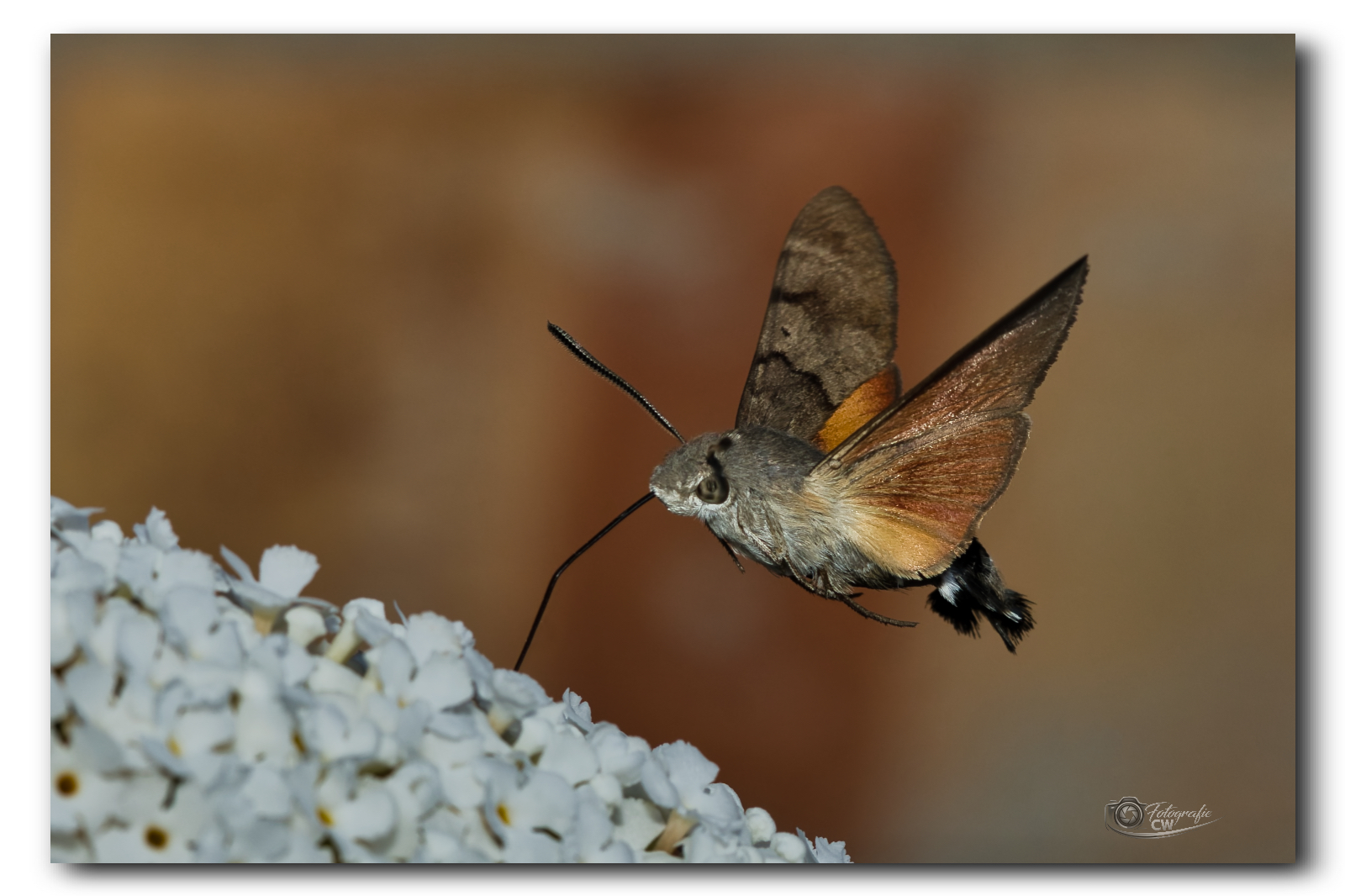 Taubenschwänzchen am Sommerflieder