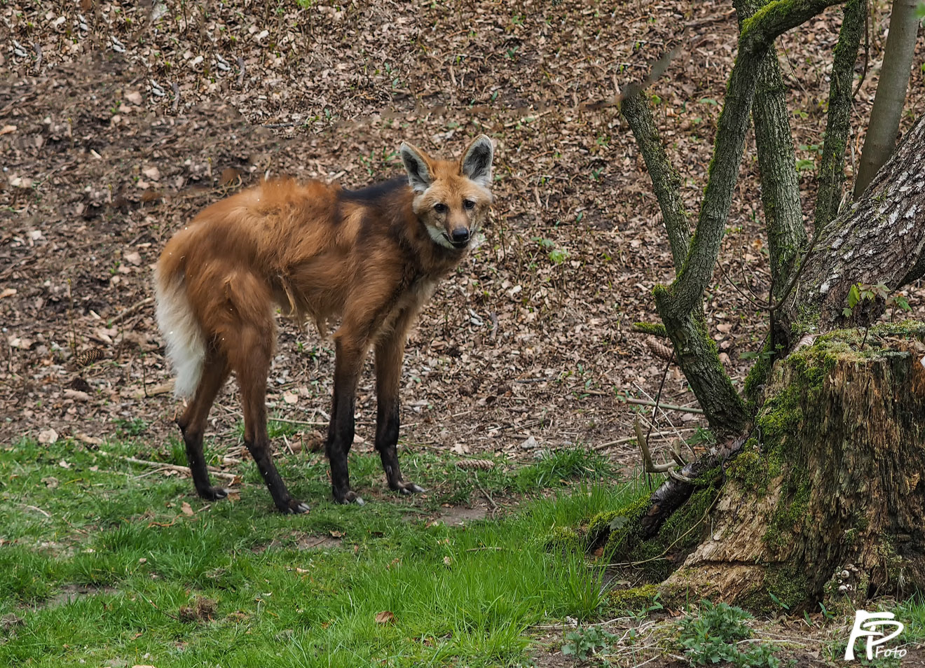 Mähnenwolf