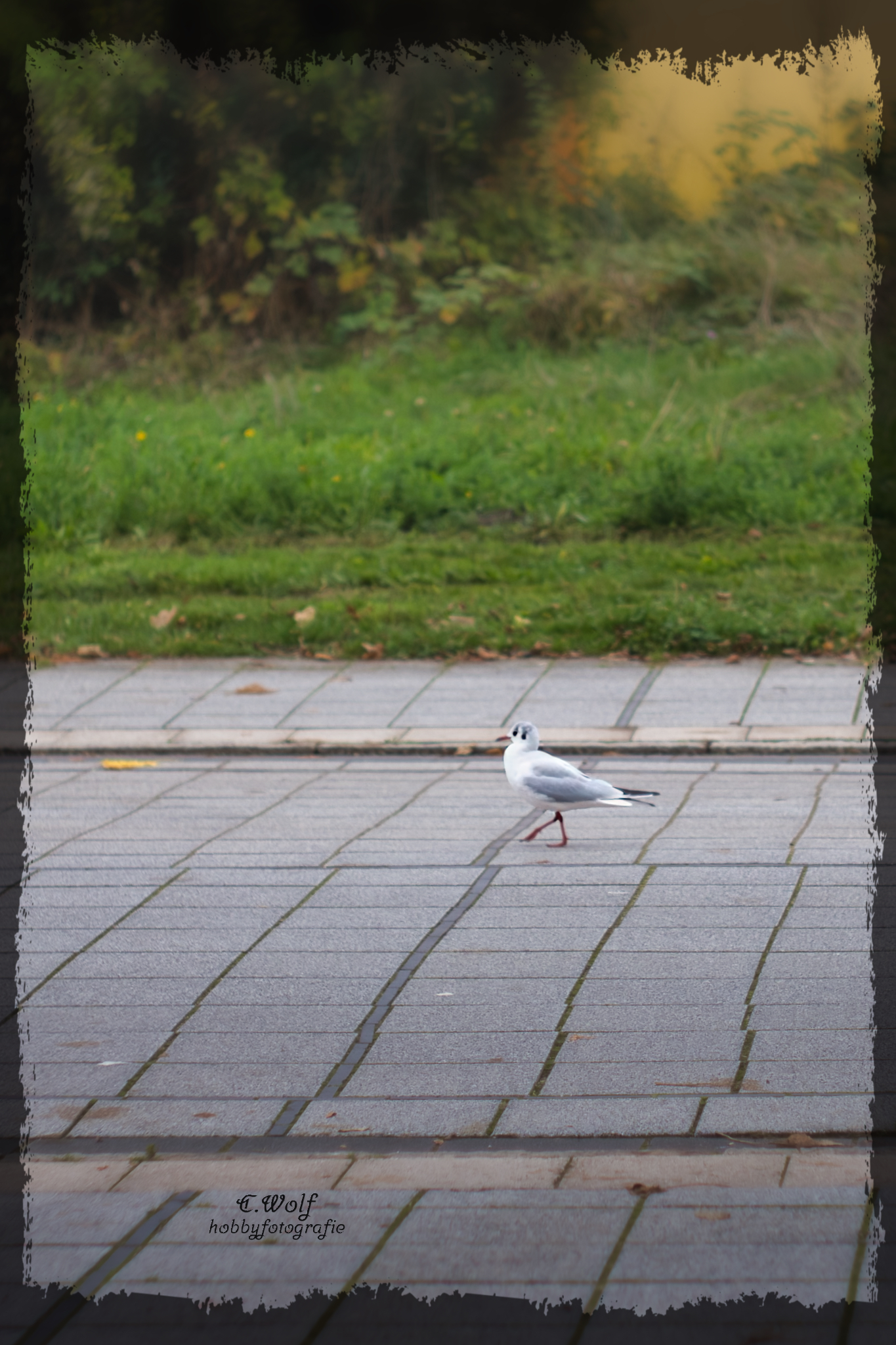 Möwe auf dem Weg zum shoppen 😂