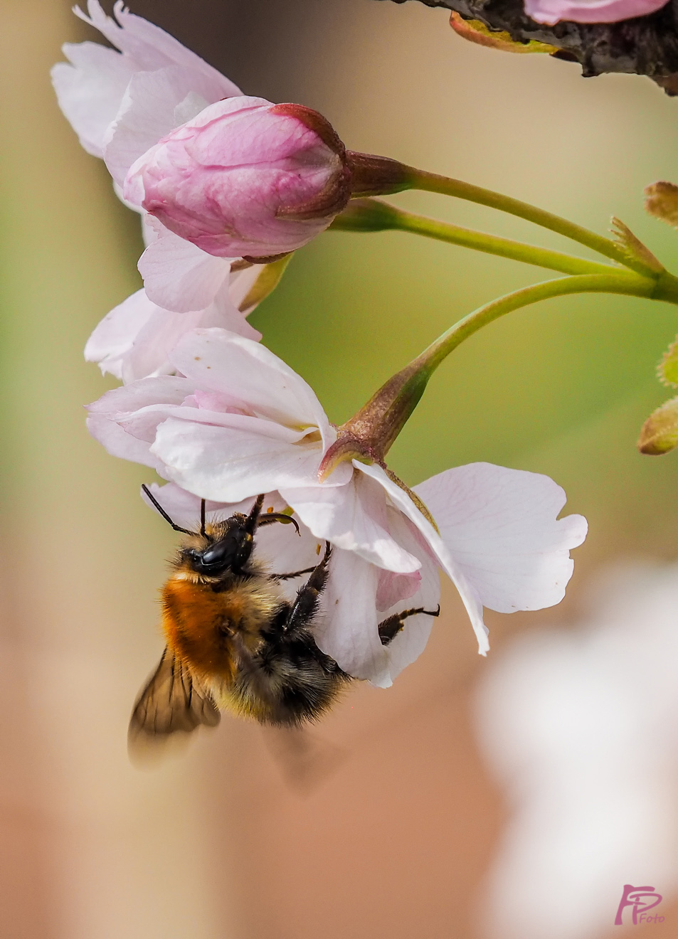 Hummel sammelt Nektar