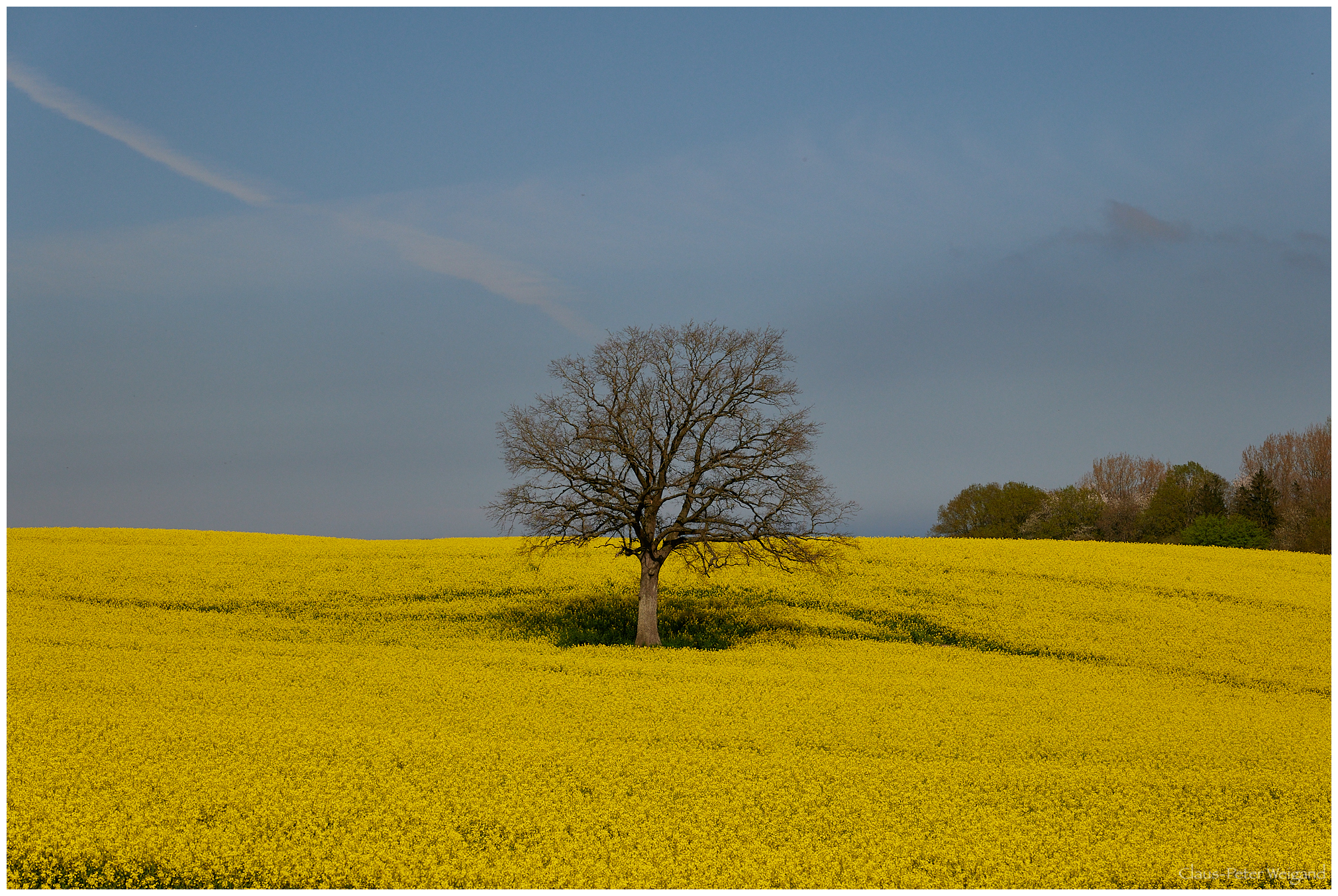Baum im Rapsfeld