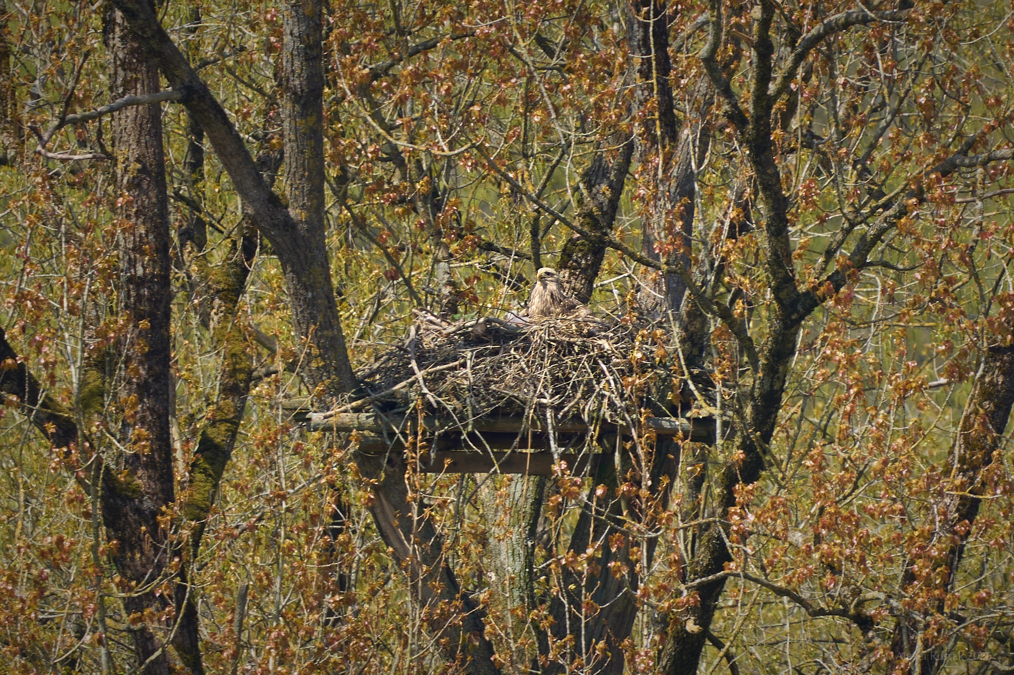 Gottorfer Seeadler