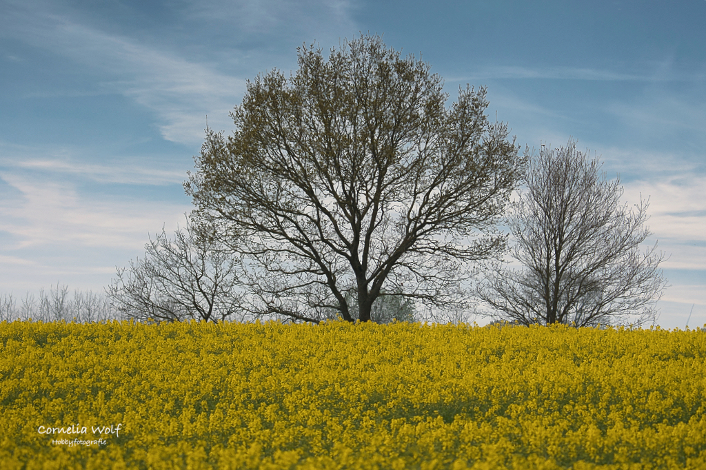 Natur in Gelb