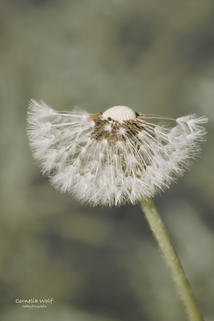 Pusteblume
