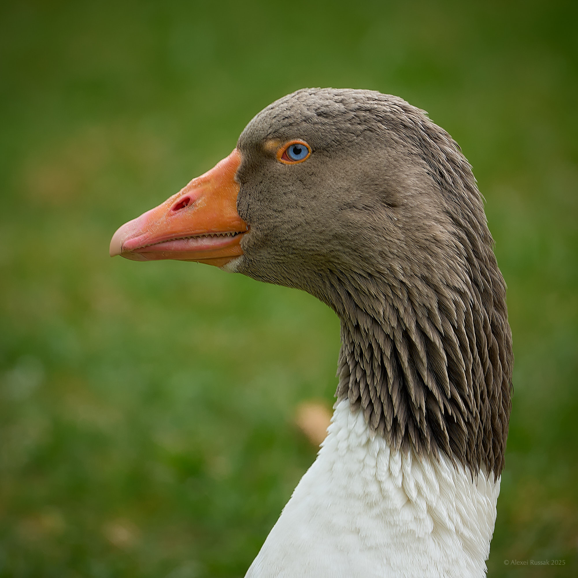 Deine blauen Augen ...