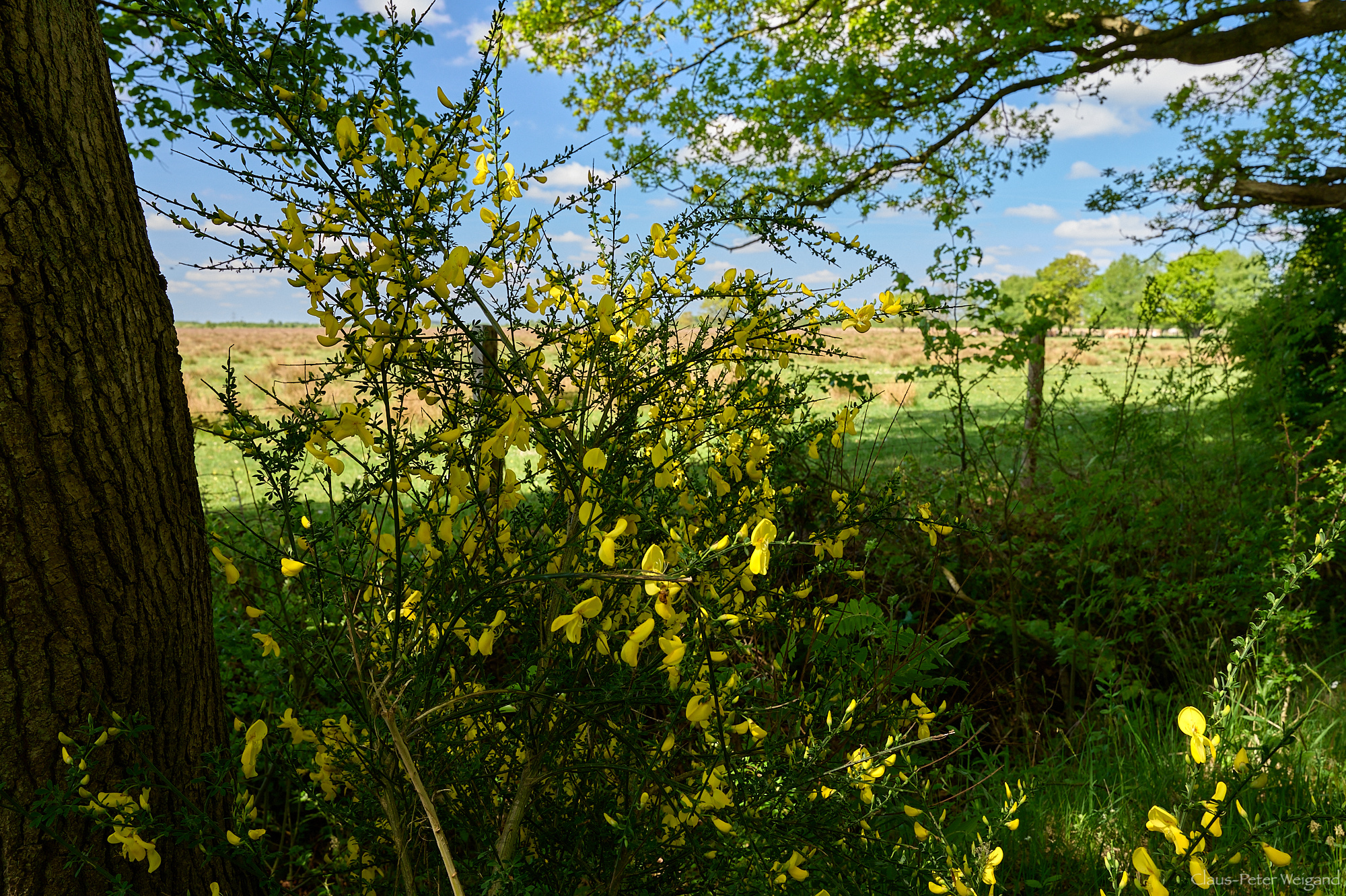 "Wildes Moor" bei Osterrönfeld