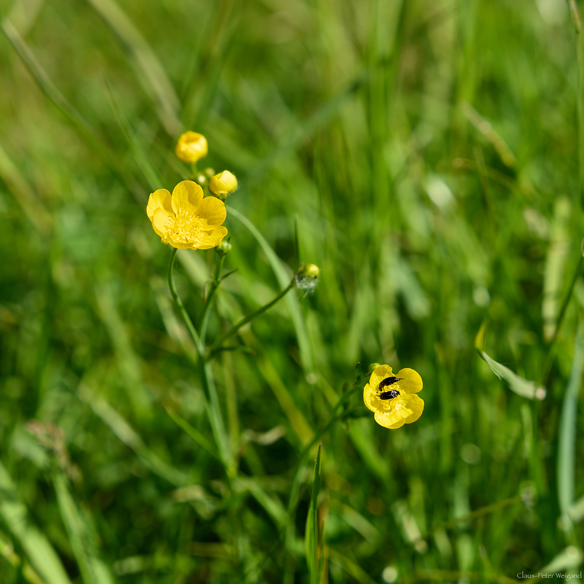 "Wildes Moor" bei Osterrönfeld