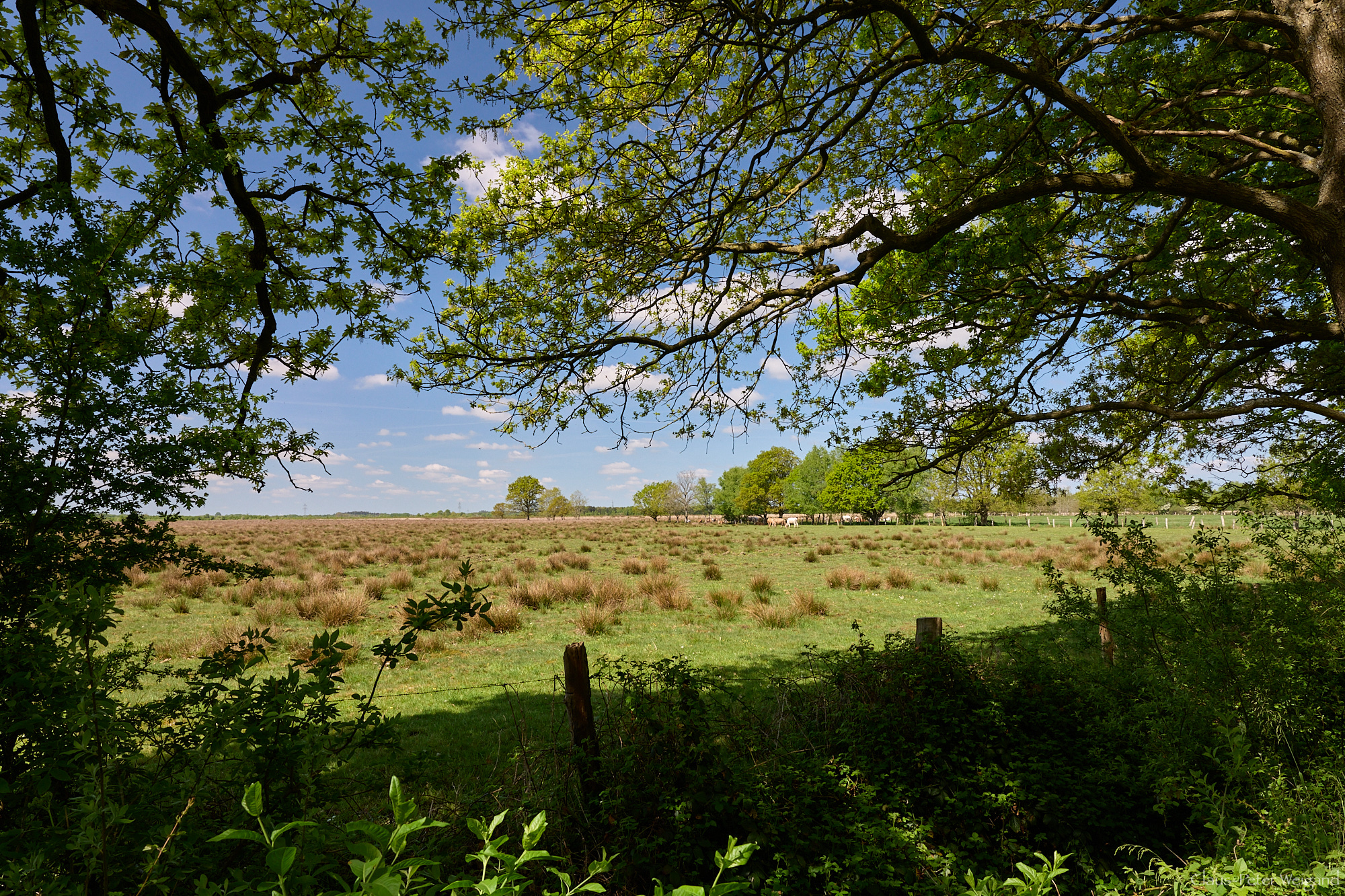 "Wildes Moor" bei Osterrönfeld