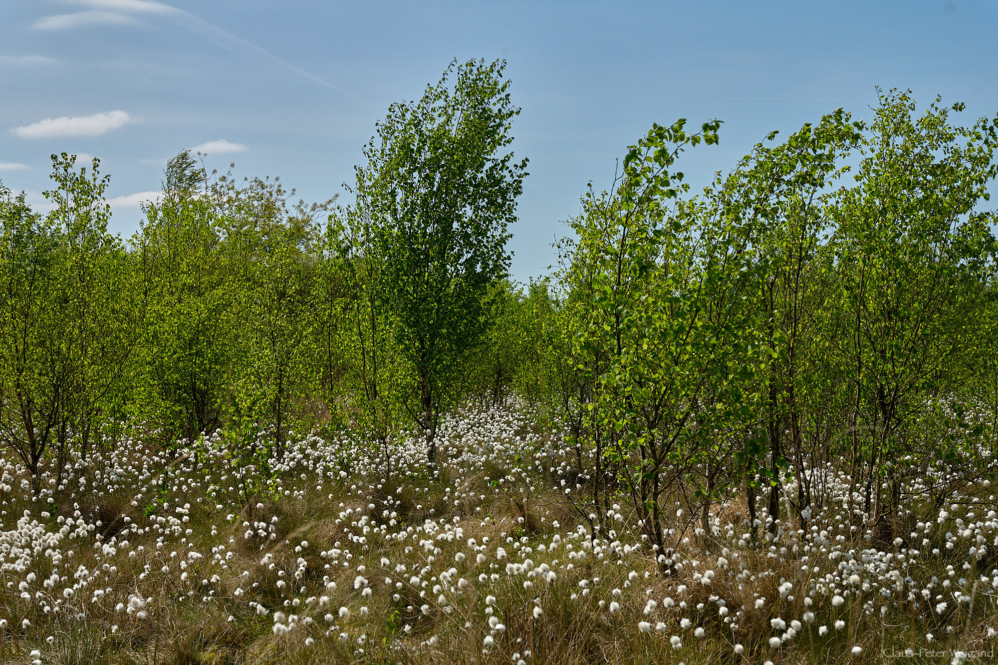 "Wildes Moor" bei Osterrönfeld