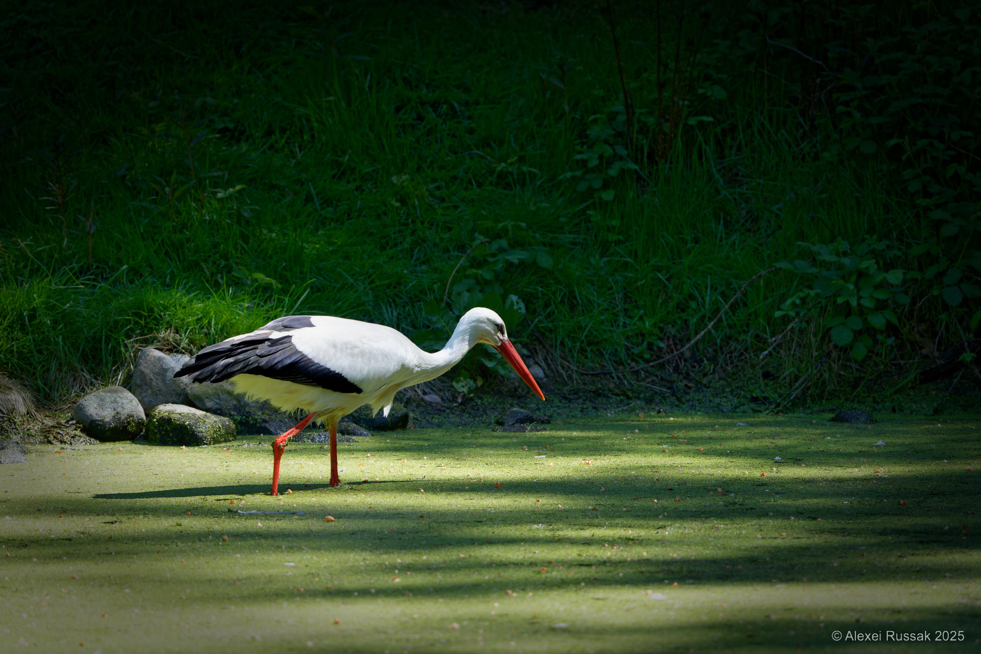 Storch