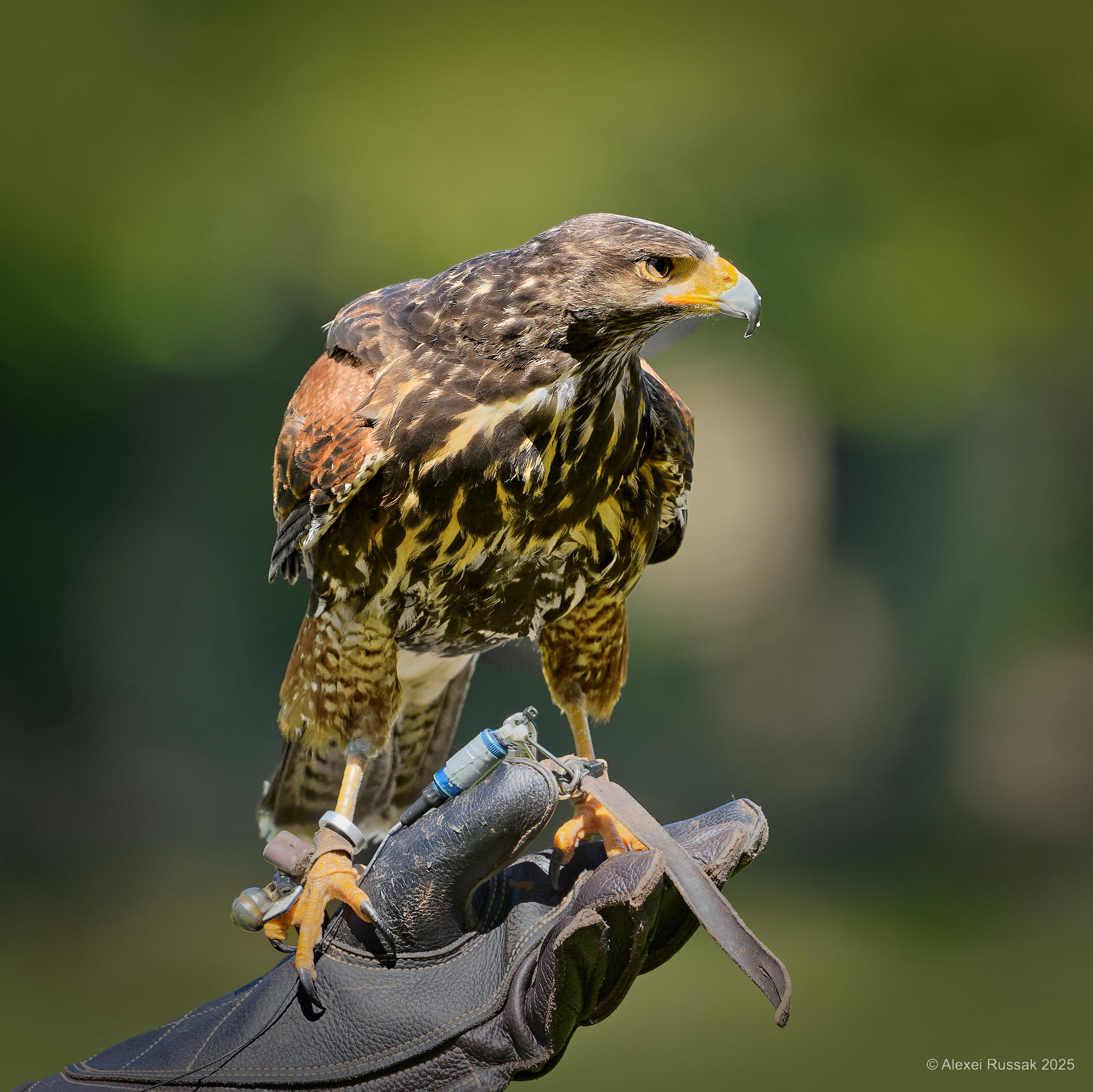 Turmfalke