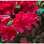 Rote Blüten ❤️