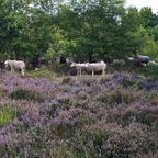 Eine Schafherde zieht durch die Heide