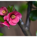 Zarte Blüten ❤️