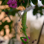 Gottesanbeterin (Mantis Religiosa) bei der Häutung