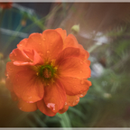 Orange Blüte mit Objektiv"Beschmutzung" 😊