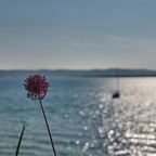 Blume und Meer